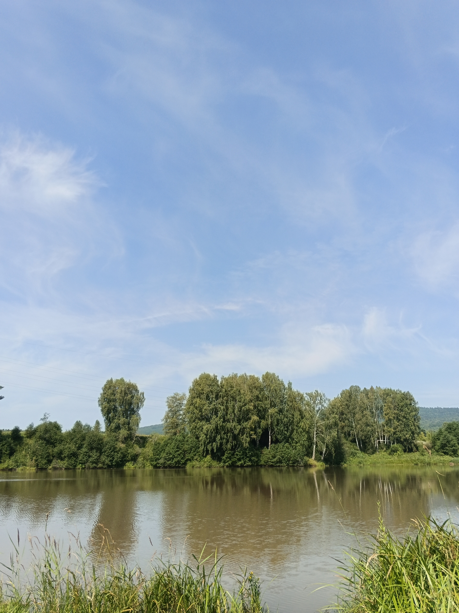 A wide shot captures a tranquil scene of a calm, brown body of water reflecting a clear blue sky with wispy white clouds. The water's surface is disturbed by faint ripples, indicating a gentle breeze. Along the opposite bank of the water is a dense line of lush green trees and bushes. In the background, a gentle, tree-covered hill rises, and a few tall trees with lighter foliage stand out amongst the darker green canopy. The foreground is dominated by tall, green grasses growing along the edge of the water, some of which are in sharp focus. The overall impression is one of a natural, undisturbed landscape on a bright, sunny day.