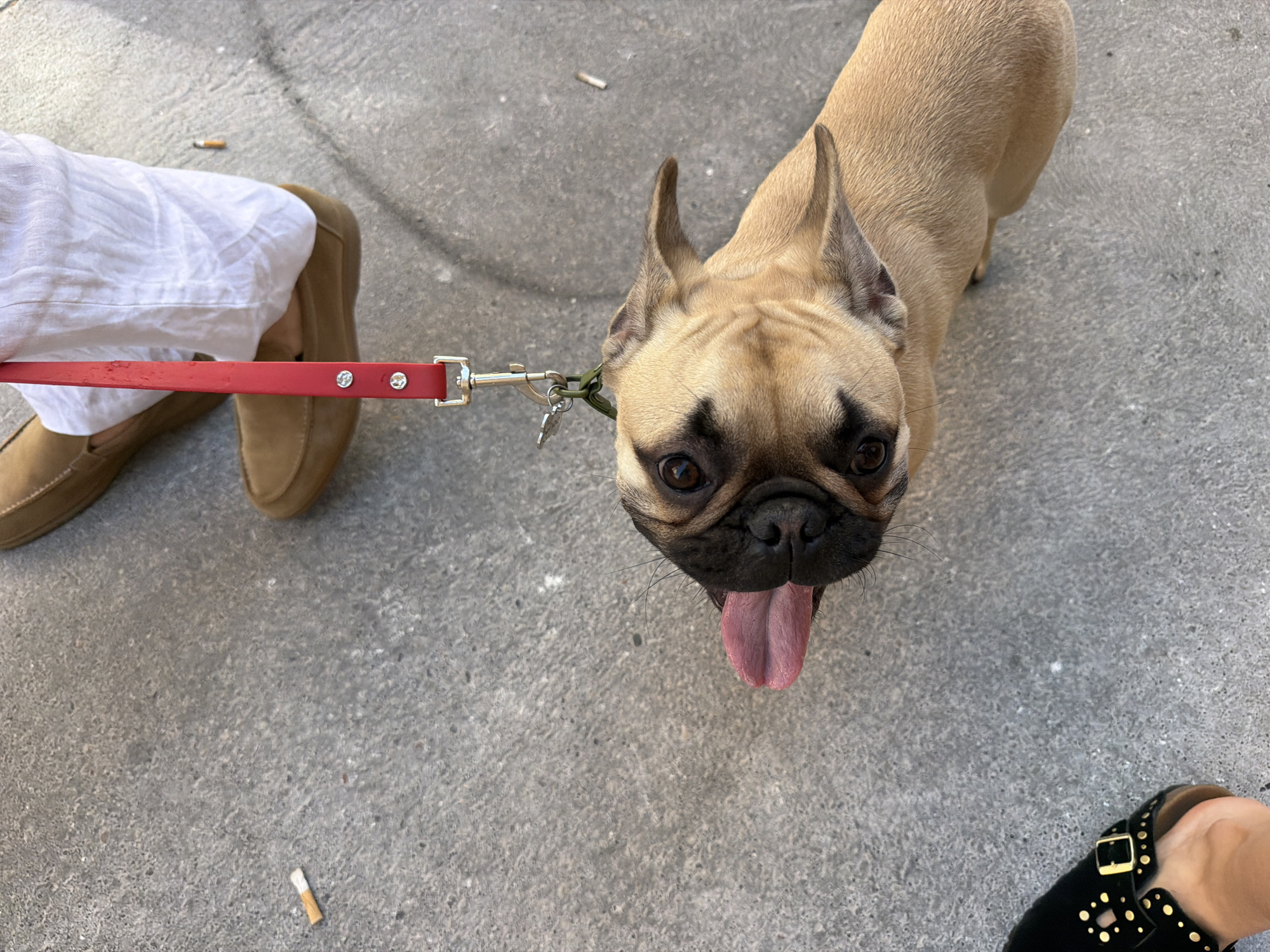 An eye-level, wide-angle shot depicts a tan French bulldog on a red leash, looking directly into the camera with its tongue out. The dog is on a concrete surface. To the left, a person is wearing white pants and tan loafers. At the bottom right corner of the frame, a person is wearing black sandals with gold studs. A discarded cigarette butt lies on the concrete to the left of the pant leg. Based on the image style and the type of concrete, the image was possibly taken in the city of Milan, Italy.