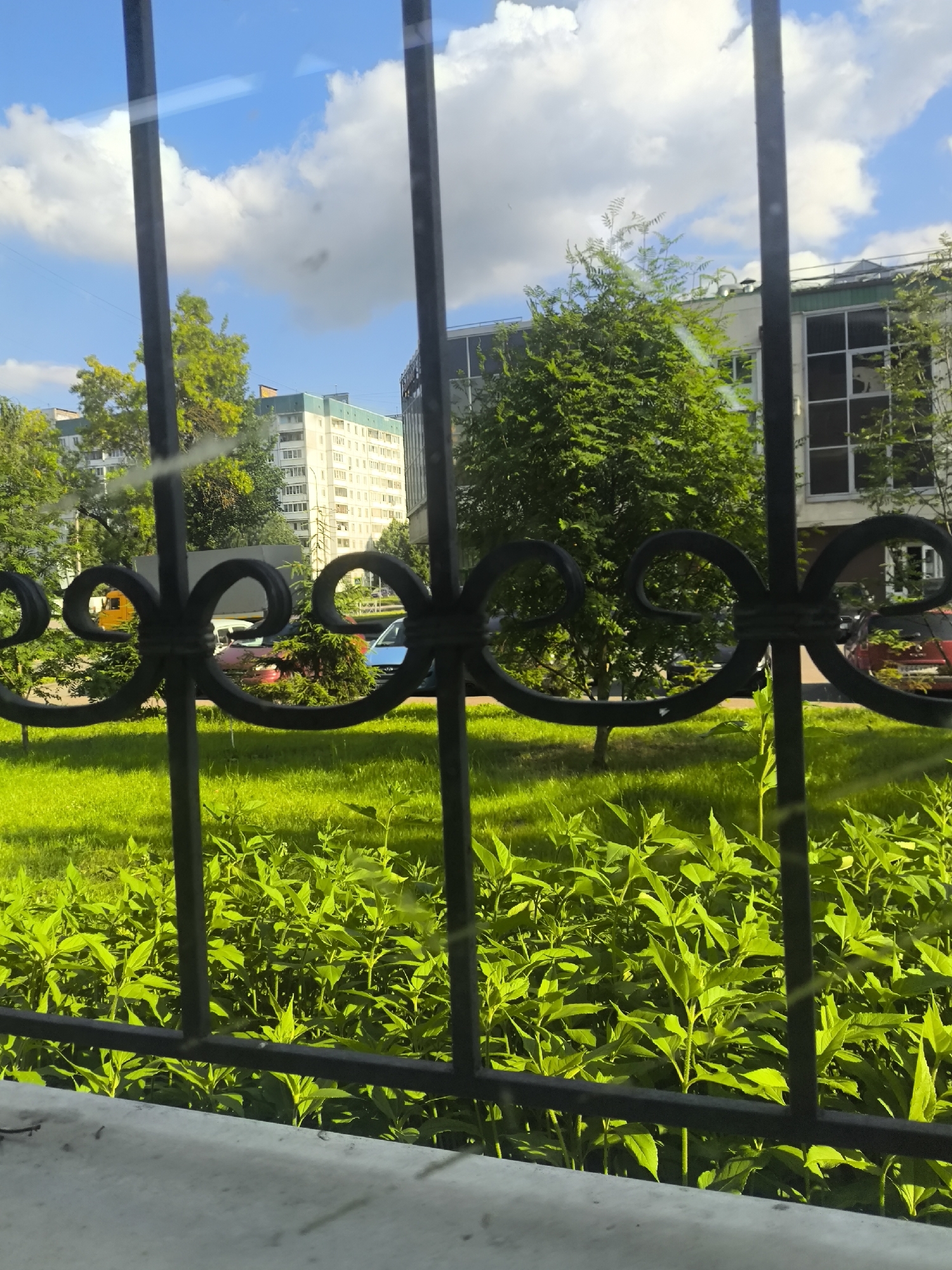 The image depicts an outdoor scene viewed through a black wrought-iron fence, suggesting a setting that is not freely accessible. The foreground is dominated by the fence and lush green vegetation, with bright green leaves and stalks reaching upwards. Behind the fence, a manicured lawn transitions to a street where several vehicles are parked, including a bright yellow truck, a red car, and a blue car, hinting at a residential or commercial area.
Further in the background, several buildings are visible. To the left, there's a tall, multi-story apartment building with a light-colored facade and visible windows. To the right, a modern building with large, dark-paneled windows and a green roofline stands out. Trees with vibrant green foliage are interspersed between the buildings and the lawn, contributing to the overall impression of a well-maintained urban environment.
The sky above is a bright blue, dotted with fluffy white clouds, indicating fair weather. The sunlight casts shadows and illuminates the greenery, suggesting it is daytime, likely late morning or early afternoon. The overall mood of the image is peaceful and serene, with a touch of urban charm. The view through the fence could imply a sense of observation or a desire to access the scene beyond. There is no visible text in the image. The location context is Kolpino, Russia.