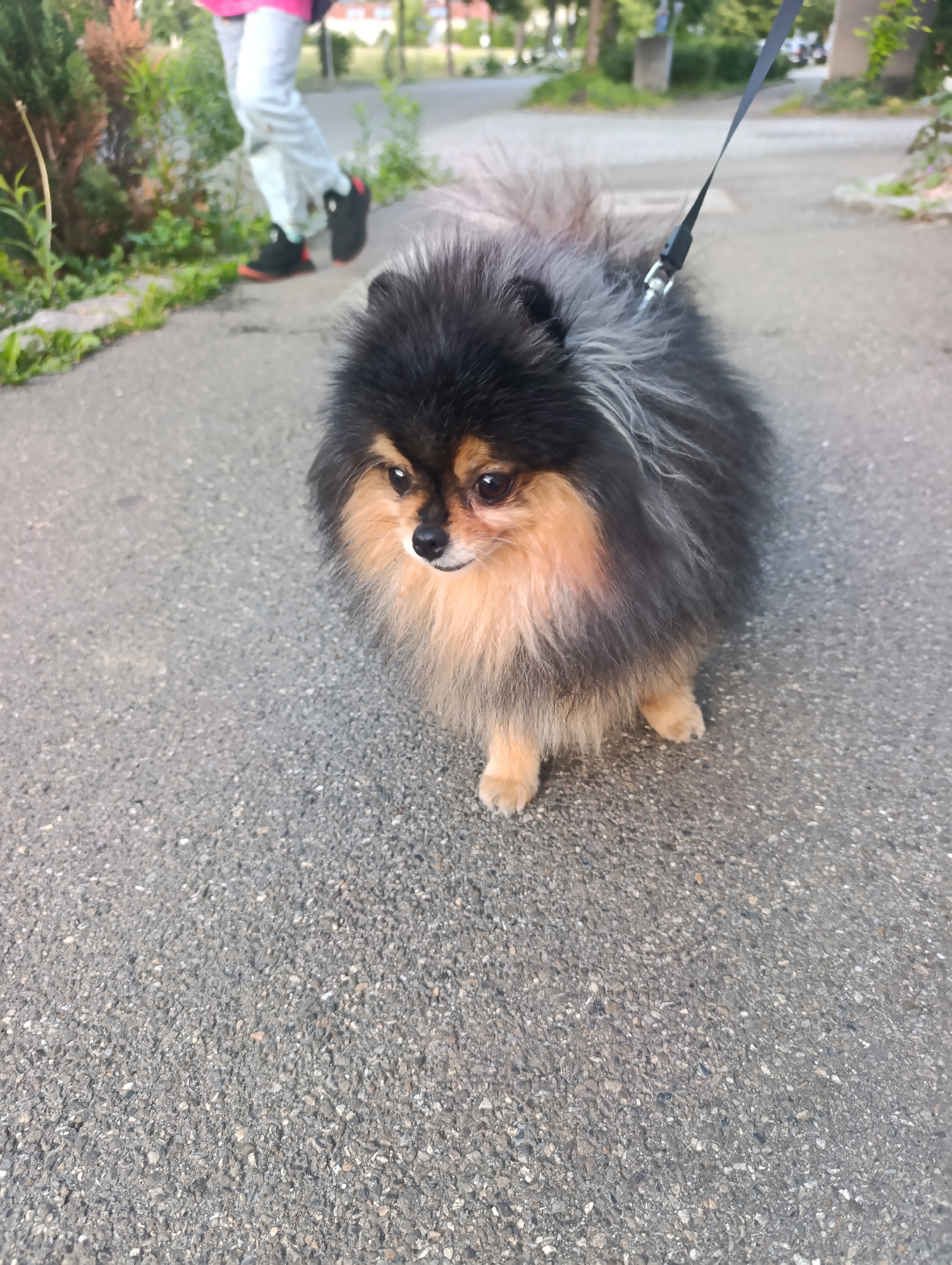A black and tan Pomeranian dog is leashed and standing on an asphalt path in Pfullingen, Germany. The dog is facing slightly to the right, with its head turned towards the viewer. Its fur is fluffy and appears to be a mix of black, tan, and grey. In the background, a person wearing light-colored pants and black and orange sneakers is walking away from the camera. The path is bordered by a grassy area with some bushes and trees. The environment appears to be an outdoor public space, possibly a park or a sidewalk in a residential area.