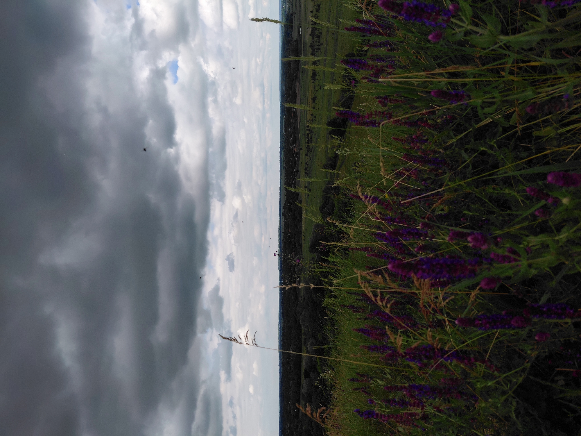 This is a landscape photograph taken in the city of Ustyvytsia, Ukraine. The foreground is dominated by tall green grass interspersed with vibrant purple flowers, likely sage. In the mid-ground, a vast, dark green forest stretches across the horizon, beyond which lies a sparsely populated area with scattered buildings. The background is filled with a dramatic, overcast sky filled with heavy, dark grey clouds. Several small birds are visible in flight against the sky, adding a sense of movement to the otherwise still scene. The overall impression is one of natural beauty under a brooding sky.