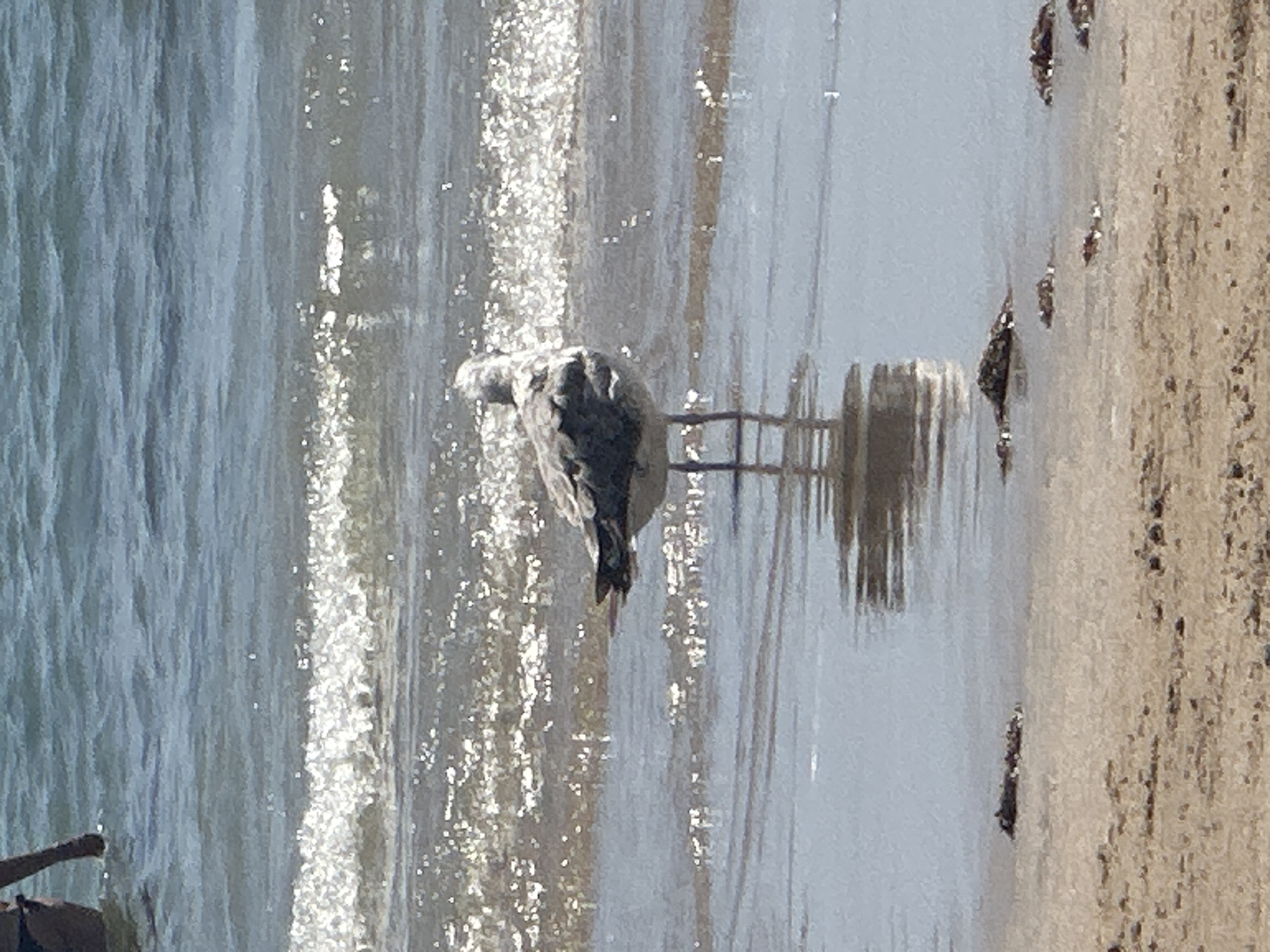 A seagull stands in shallow water on a sandy beach. The seagull is facing away from the camera, with its back to the viewer. Its feathers are a mix of grey and white, and it has dark legs. The water is clear and reflects the sunlight, creating a shimmering effect. In the background, waves can be seen breaking on the shore. To the left of the seagull, a person's legs are visible, wading in the water. The beach is made of light-colored sand, with a few small rocks and debris scattered along the waterline. The scene appears to be a sunny day at the coast. Based on the commonality of seagulls and beach scenes, this could be any coastal area, but specific details to pinpoint it to Cádiz, Spain are not present in the image.