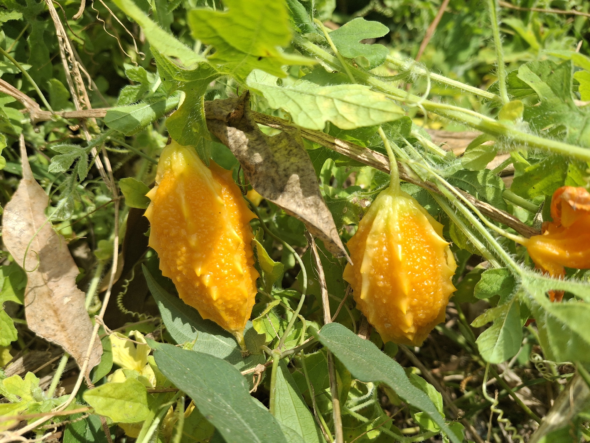 The image shows two ripe, orange bitter gourds (Momordica charantia) hanging from a vine amidst lush green foliage and dry leaves. The gourds are elongated and bumpy, with visible textures on their surfaces. Tendrils of the vine are coiled and intertwined with the leaves. The background is a blur of green and brown, suggesting an outdoor environment, possibly a garden or a natural setting. The lighting indicates it is daytime, with sunlight filtering through the leaves, creating areas of light and shadow. The location is identified as Denok, Indonesia. There are no people or animals present in the image.