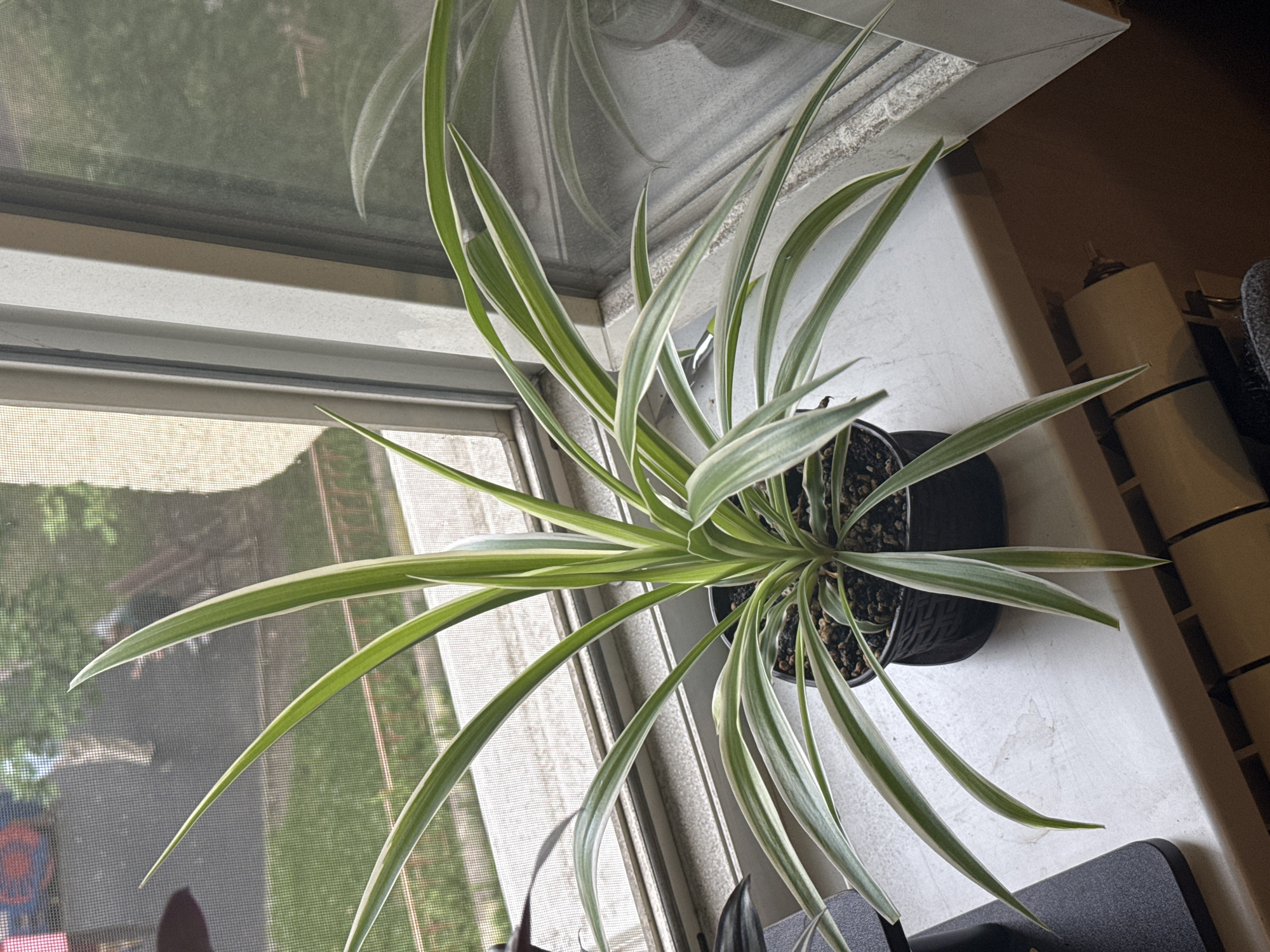 The image shows a spider plant in a black pot placed on a windowsill. The plant has long, slender leaves with green centers and white edges. The windowsill is white and appears to be textured. Behind the plant, a window with a screen is visible, offering a view of greenery outside, suggesting it is daytime and likely fair weather. To the right of the plant, a cream-colored object, possibly a stack of toilet paper rolls, and a dark, textured object, possibly a speaker, are visible. The overall scene is that of a common household setting, with the plant being the main subject. There is no visible text in the image.