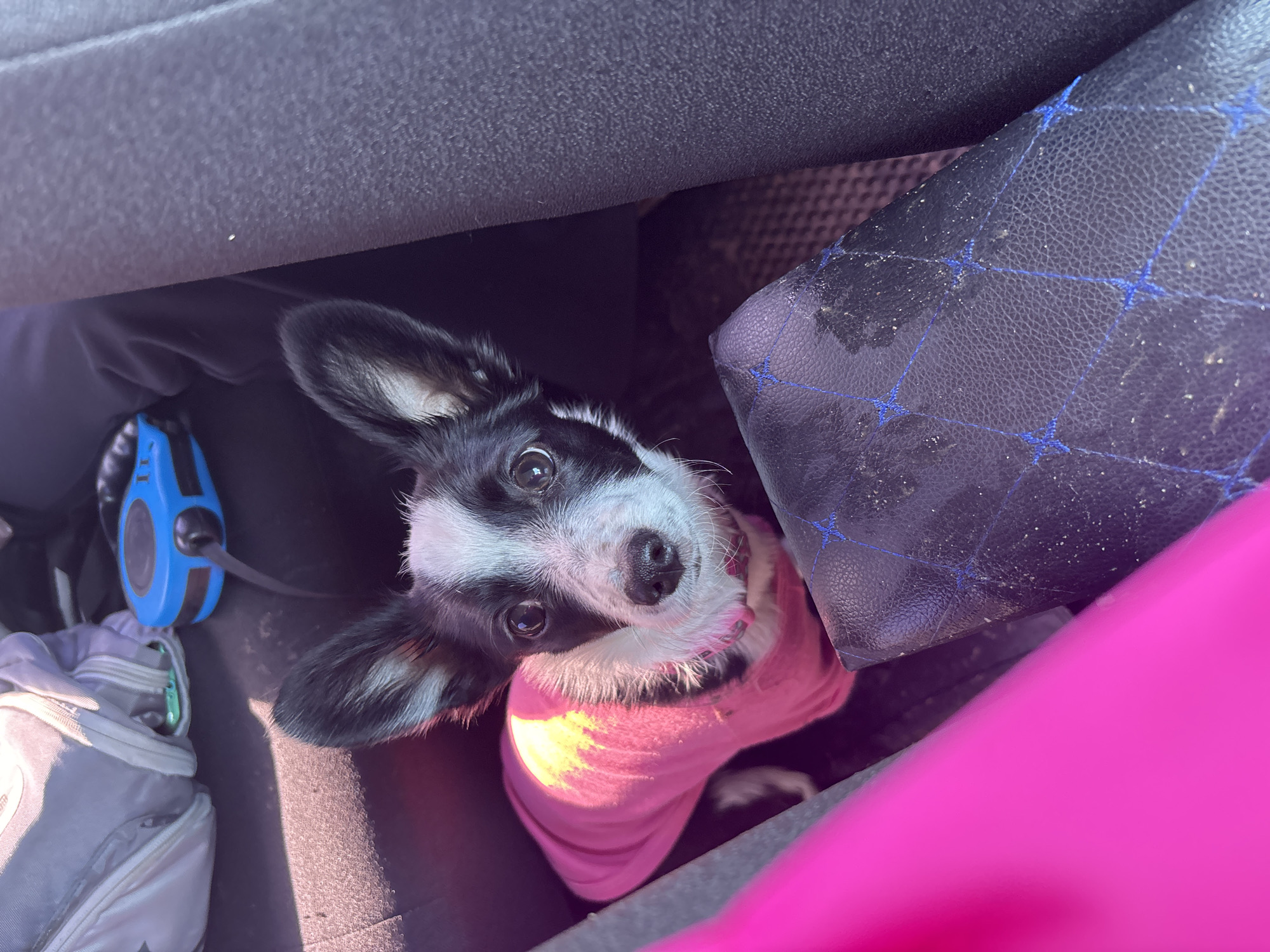 The image displays the interior of a vehicle, focusing on a small, tricolor dog positioned in a confined space, likely between seats. The dog, predominantly black and white with some tan markings, is wearing a fitted pink garment covering its torso and is looking directly at the camera. Its ears are erect, and its muzzle is white with dark eyes.
In the upper background, behind the dog, a light grey backpack or soft bag is visible. Adjacent to the backpack, a blue retractable dog leash is present. The vehicle's interior features dark fabric upholstery on what appears to be a seat or seatback. In the lower right foreground, a dark surface with a textured, possibly leather, quilted pattern stitched with blue thread is visible, showing some minor dust or debris. A bright pink, smooth object occupies the lower left foreground, partially obscuring the view. Natural light illuminates the scene, creating highlights on the dog's fur and the objects. The specific location within the city of Chaikovsky, Russia, is not discernible from the visual information provided in the image.