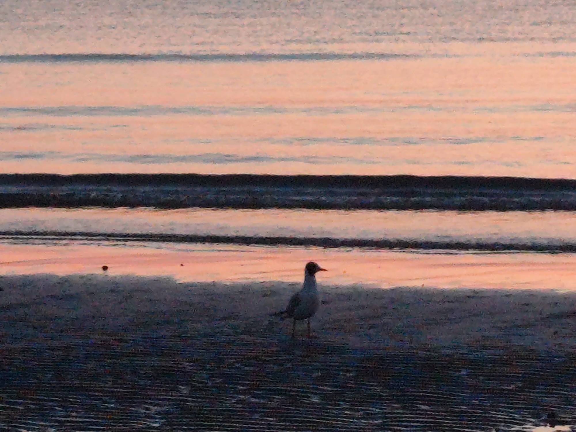 An image shows a seagull standing on a beach with the Adriatic Sea in the background. The sky is a soft pink and orange, suggesting either sunrise or sunset. The water is calm with gentle waves lapping at the shore. The sand is dark and wet, with the tide line visible. The seagull is facing to the right, with its head slightly tilted. There are no other people or objects visible in the image. The location is the beach in Rimini, Italy.