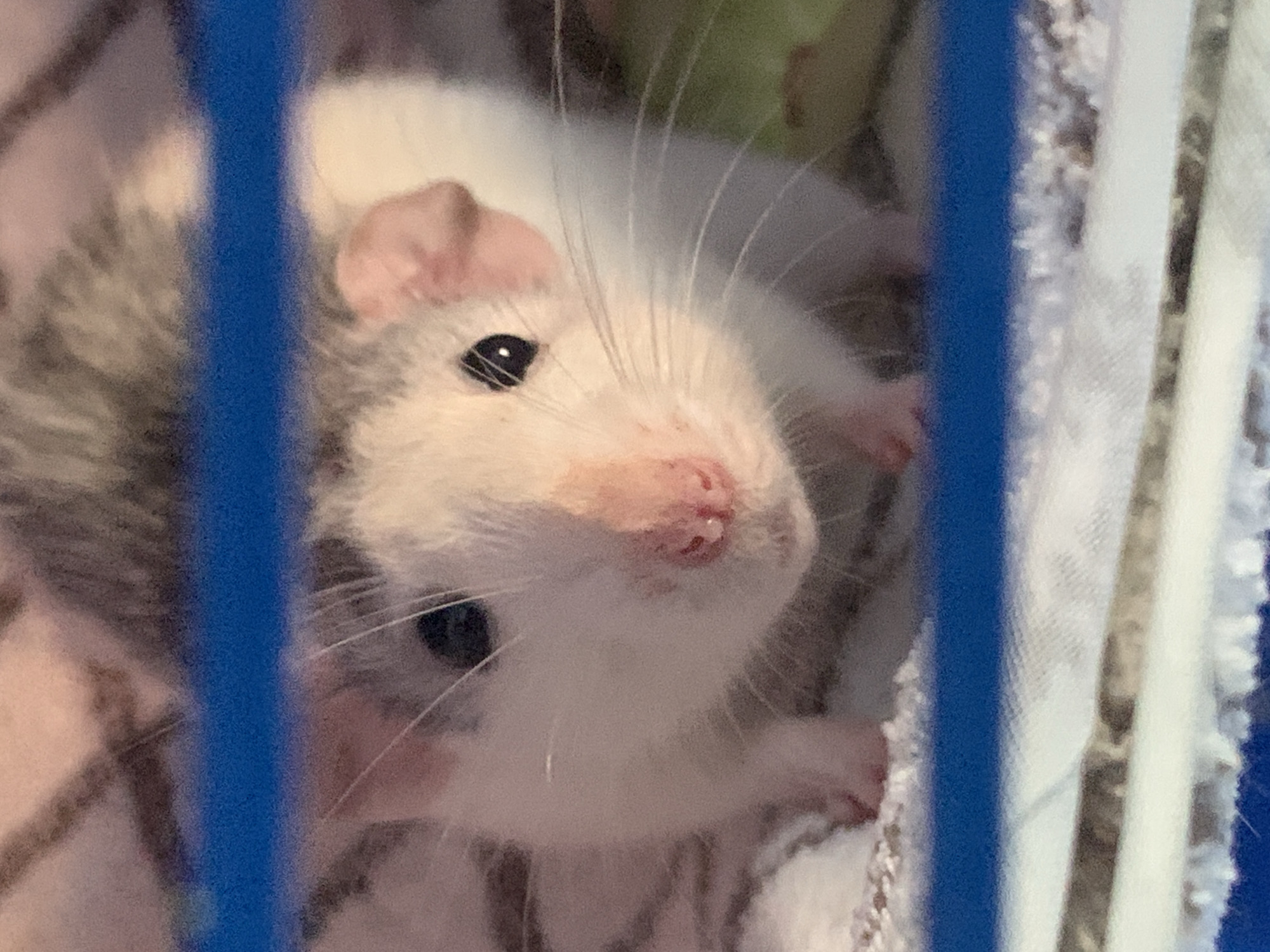 This is a close-up, eye-level, vertical shot of a small rat peeking through blue bars, likely of a cage. The rat has white fur with patches of grey on its head and back. Its ears are pink and slightly turned forward. One dark eye is visible, along with its pink nose and long, white whiskers. The background is softly blurred, showing a textured surface of what appears to be bedding material, possibly fabric or shredded paper, in muted pink, white, and grey tones. The overall lighting is soft, suggesting an indoor setting. The focus is sharp on the rat's face, drawing attention to its inquisitive expression.