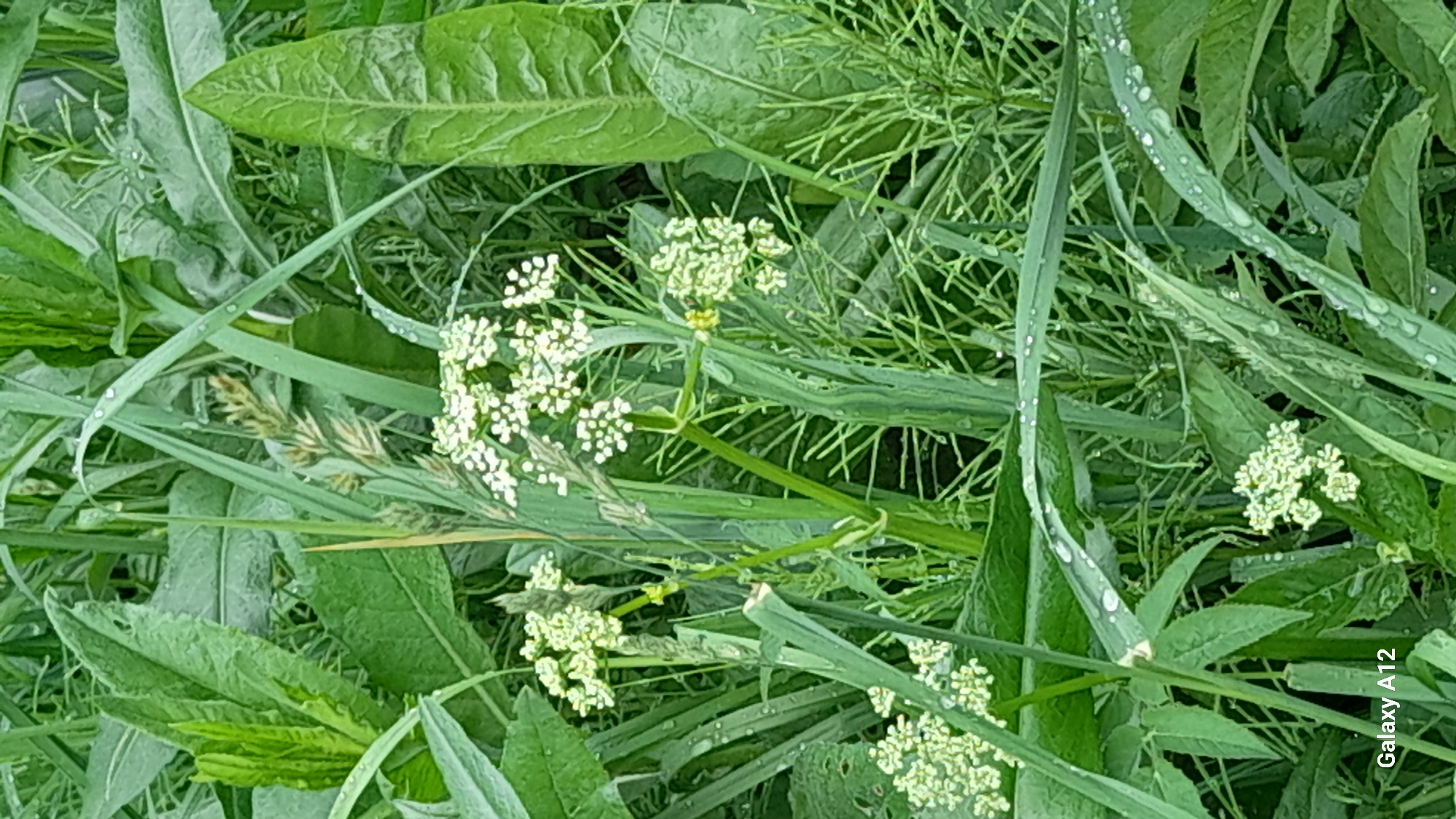 The image shows a close-up view of various green plants and grasses, interspersed with clusters of small white flowers. Water droplets are visible on some of the leaves and blades of grass, indicating recent moisture. The location is likely in a naturalized area, possibly within the vicinity of Марковский, Russia, as that is the context provided. There are no people visible in the frame. The image primarily captures the texture and detail of the plant life.