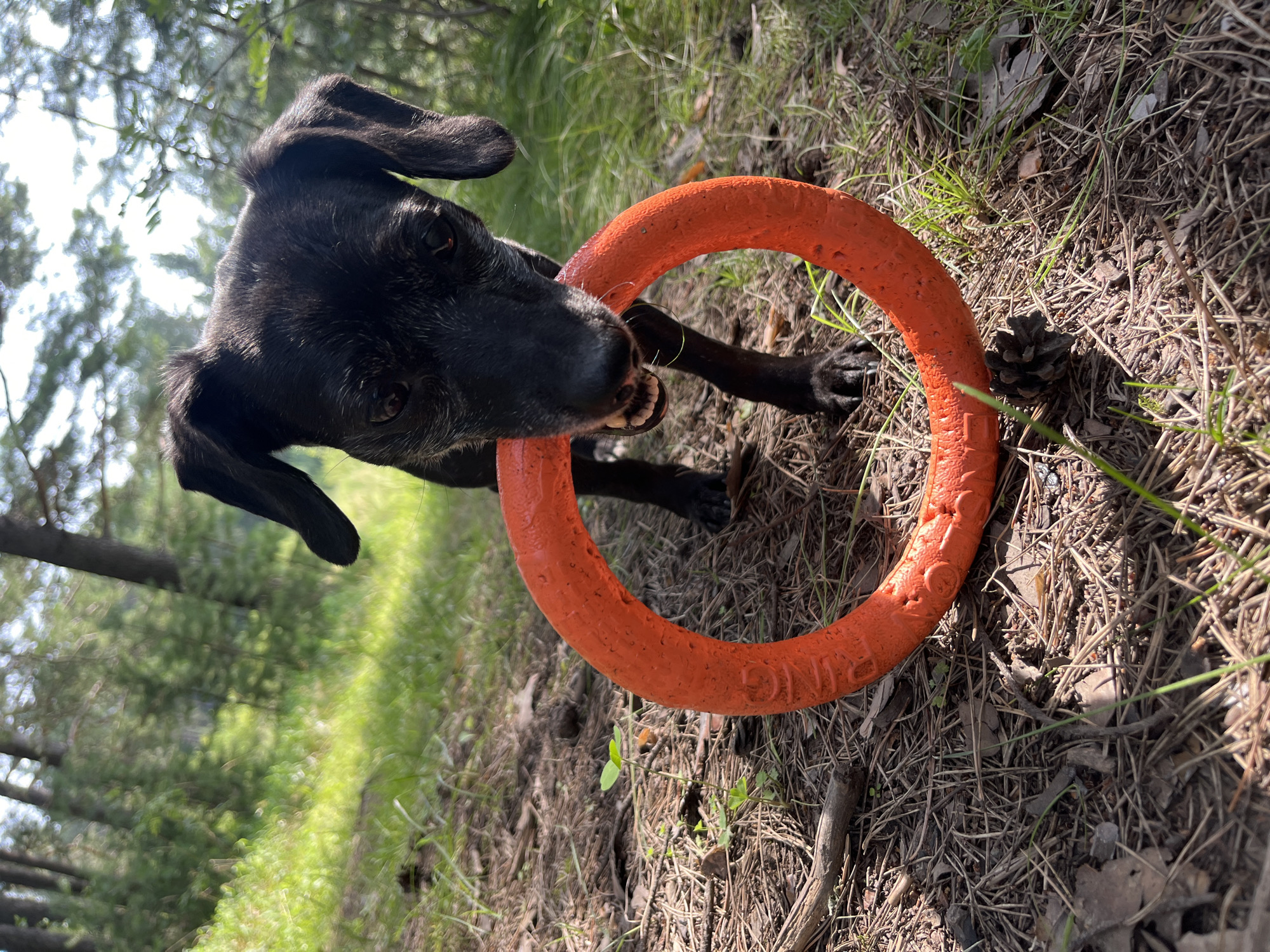 The image depicts a black dog holding an orange ring toy in its mouth, standing on a forest floor covered with pine needles and dry leaves. The dog is looking towards the camera with its ears perked up and its mouth open, showing its teeth. The background shows a sun-dappled forest with green grass and trees. The location is not specified as Nizhny Tagil, Russia.
