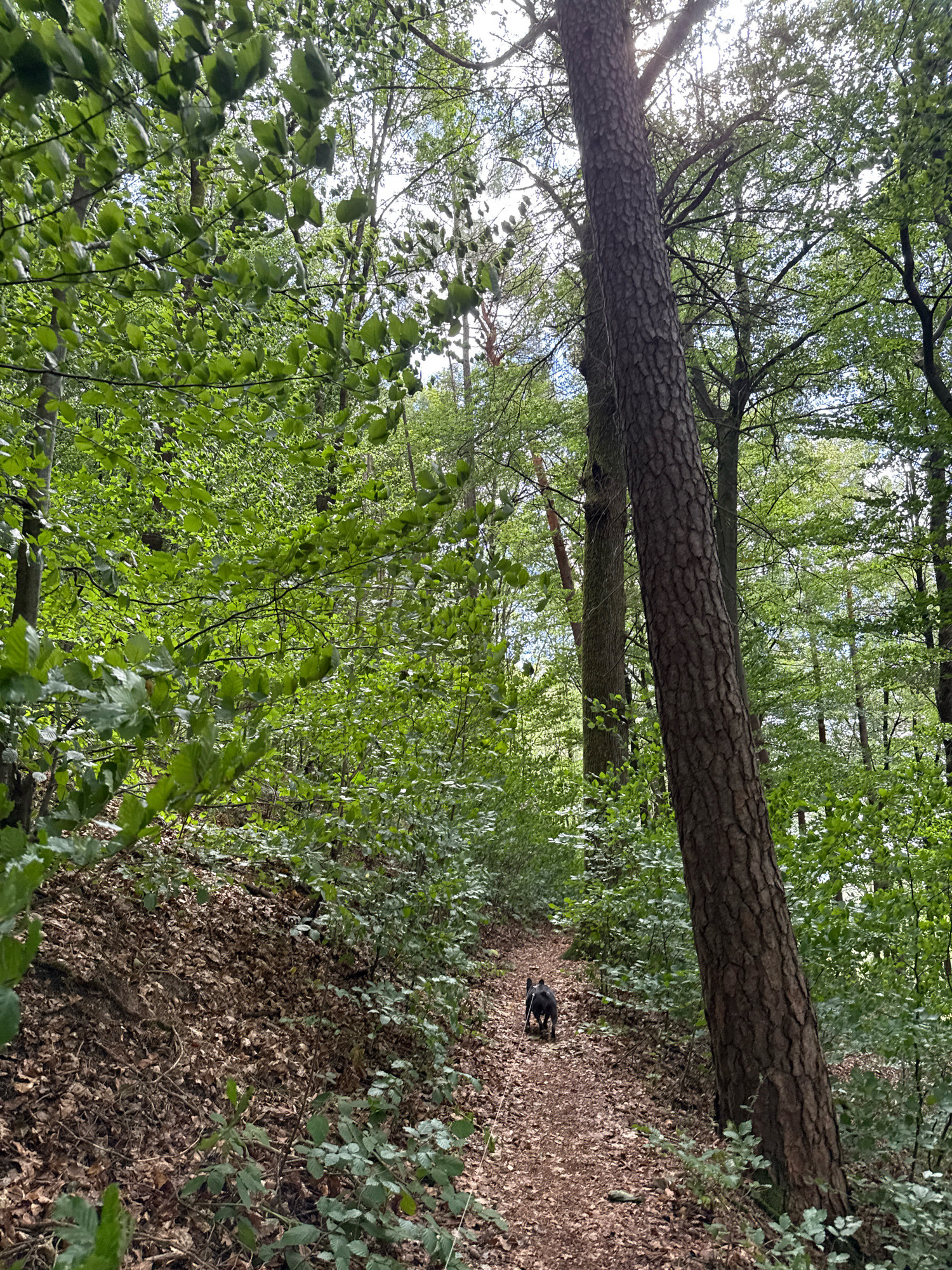 An image captured from eye-level shows a narrow, dirt path winding through a dense, green forest. The path is covered in fallen leaves and twigs. A small, dark-colored dog, possibly a terrier mix, is walking away from the camera down the path, attached to a light-colored leash. To the right of the path, a large tree trunk with rough, textured bark stands prominently. The forest canopy above is lush and green, with sunlight filtering through the leaves. The overall impression is of a serene, natural setting. The location is identified as the Ravensberg, near the town of Bad Sachsa, Germany.