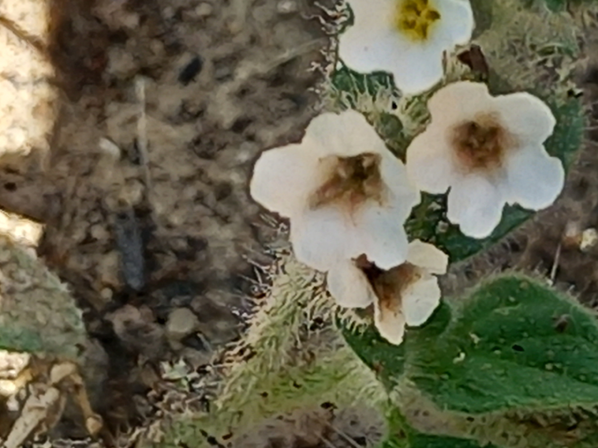 In the city of Unknown, Unknown, a close-up, slightly blurry overhead shot showcases several small white flowers with brown centers, scattered across a surface of dirt and dried vegetation. Some of the flowers appear fully bloomed, while others are partially open. Green, fuzzy leaves are visible in the lower left quadrant of the image, interspersed with dark specks that may be dirt or small insects. The background consists of textured, mottled brown and gray earth, with sparse, dry, light-colored debris.