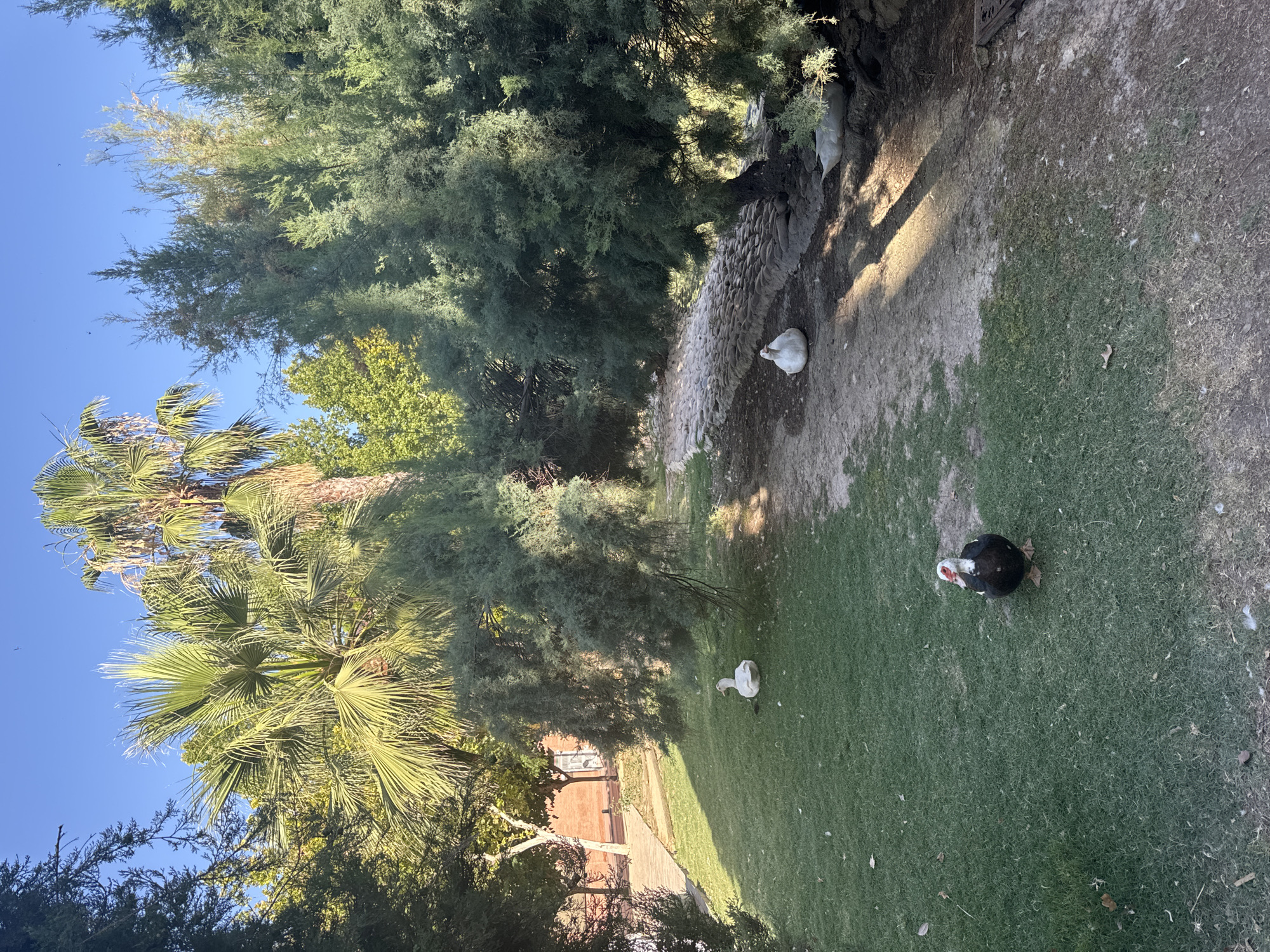 The image shows a park with lush green grass, trees, and a clear blue sky. In the foreground, a Muscovy duck with black and white plumage and a red face stands on the grass, looking towards the camera. Further back, two white ducks are resting on the grass, and another white duck is visible near the edge of a path. The path itself is made of small, light-colored stones and is bordered by trees. In the background, palm trees and other foliage suggest a warm climate. The lighting indicates it is daytime, with shadows cast by the trees. This scene is consistent with the urban parks found in the city of Murcia, Spain, which often feature diverse flora and fauna in a well-maintained environment.