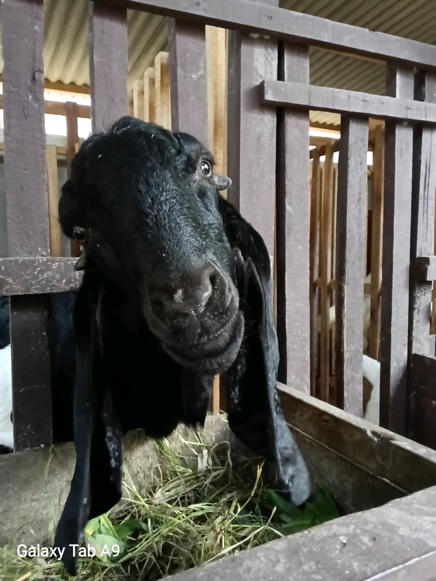 A close-up, eye-level shot captures a black goat with large ears in a wooden pen, facing slightly to the right and looking directly at the camera. The goat is positioned in the foreground, partially obscuring a wooden trough filled with green fodder. The background consists of wooden fence posts and corrugated roofing. In the further background, other goats are visible through the fence. The overall setting appears to be an animal enclosure in a rural or semi-rural environment, likely in the city of Trenggalek, Indonesia, given the visible "Galaxy Tab A9" watermark which is typical for images taken in that region.