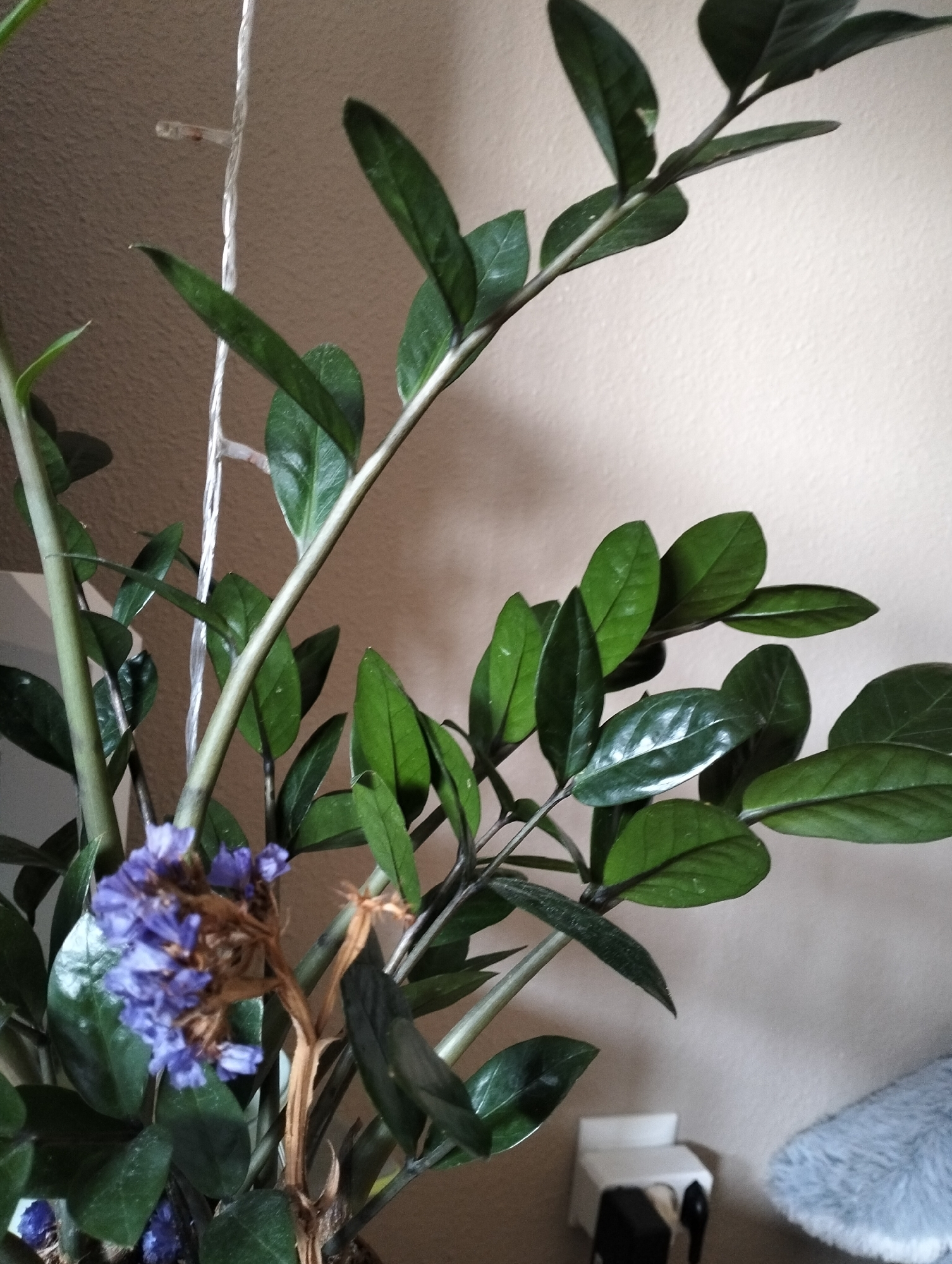 A close-up shot focuses on a Zamioculcas zamiifolia plant, commonly known as a ZZ plant, indoors. The plant features glossy, dark green leaves arranged alternately along thick, upright stems. A small cluster of dried purple flowers is visible, attached to a brittle brown stem near the base of the plant. The background consists of a textured, light-colored wall. To the left, a white string with small lights is partially visible, running vertically. In the bottom right corner, a small white object resembling a miniature toy washing machine and a fluffy gray object are also present. The lighting is soft, creating some shadows on the leaves and wall.