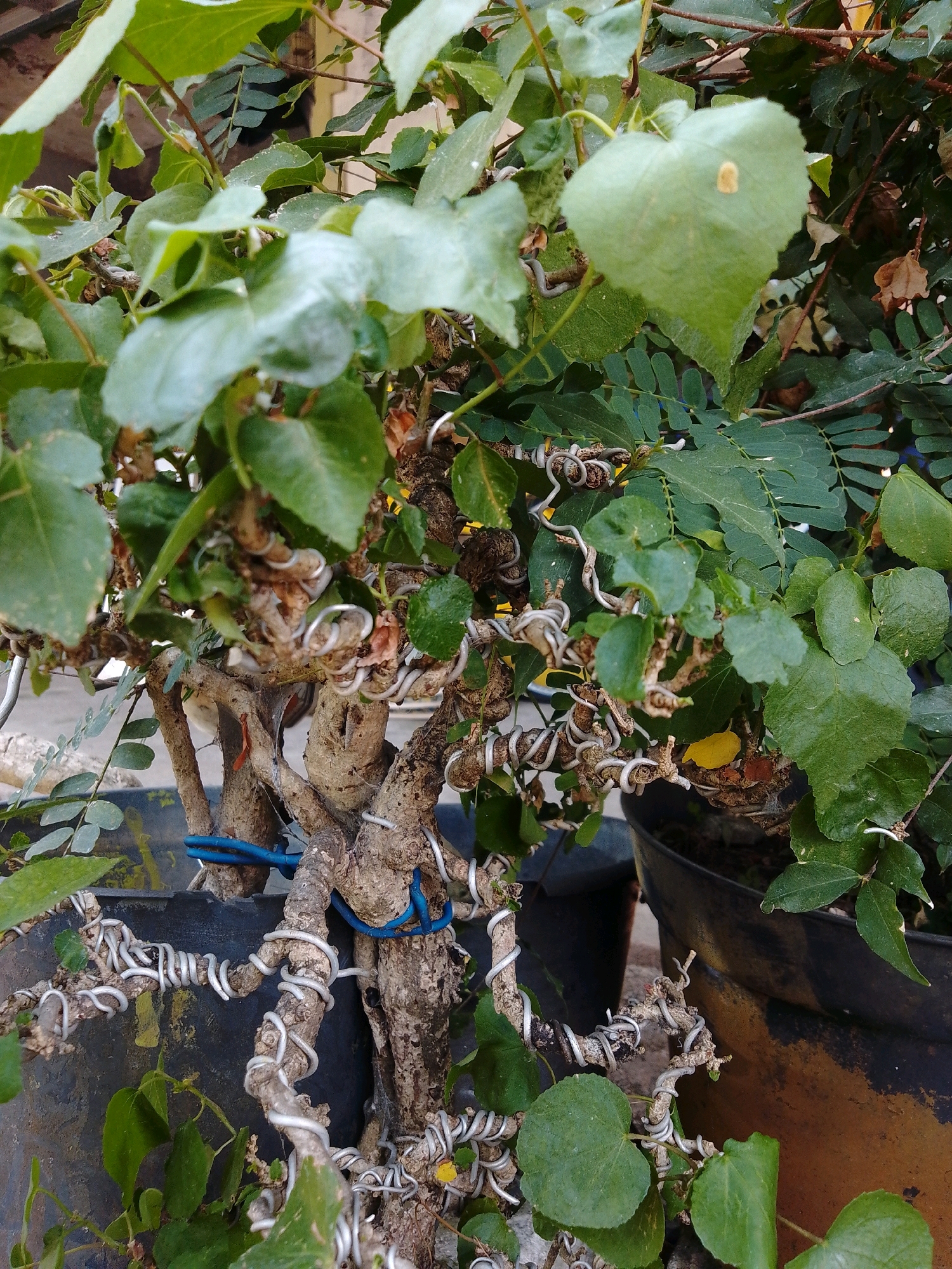 In the city of Cikal, Indonesia, an image captures a close-up view of a bonsai tree. The tree's trunk and branches are intricately wired with silver aluminum wire, creating a sculpted, artistic form. The leaves are a vibrant green, with some showing signs of age or minor damage, such as a small yellow spot on one heart-shaped leaf. The bonsai is potted in dark-colored containers, one of which has a blue tie around it. The background is blurred but suggests an outdoor setting with other plants and possibly buildings. The overall impression is one of careful cultivation and natural artistry.