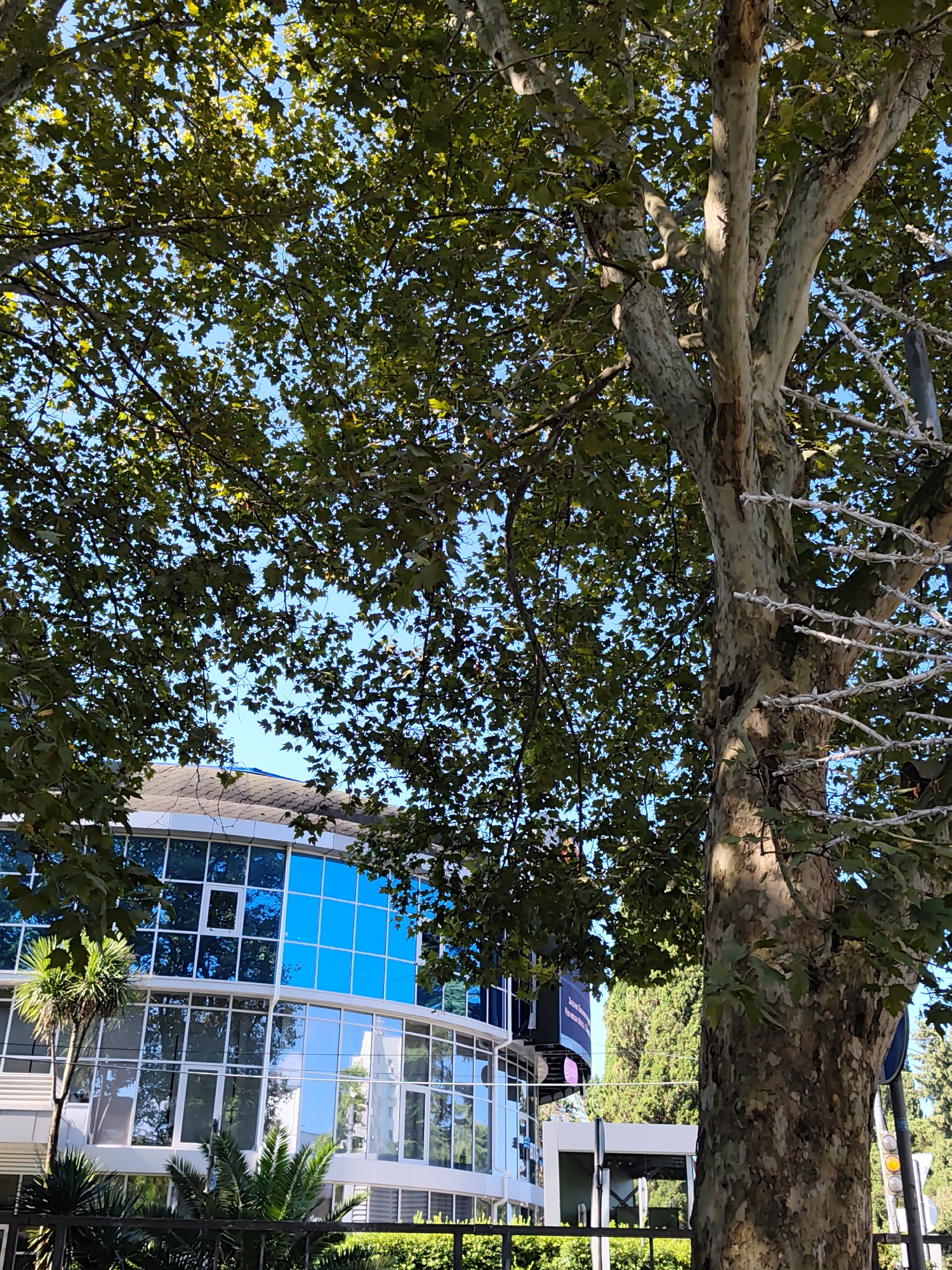 In Sochi, Russia, a large tree with textured bark dominates the foreground, its branches and lush green leaves forming a canopy against a clear blue sky. Through the foliage, a modern building with a reflective blue glass facade is visible. The building features multiple floors with large windows, and some palm trees are planted in front of it. The scene appears to be an outdoor urban environment on a sunny day.