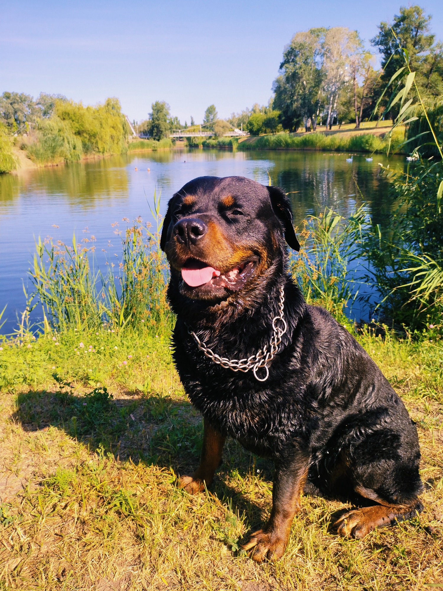 A Rottweiler dog sits on the grass next to a body of water, likely a river or lake, in Horishni Plavni, Ukraine. The dog, wearing a silver chain collar, appears wet and is panting with its tongue out. The background shows a lush green landscape with trees, reeds along the water's edge, and a clear blue sky. The sun is shining, casting shadows on the grass. In the distance, a bridge can be seen crossing the water.