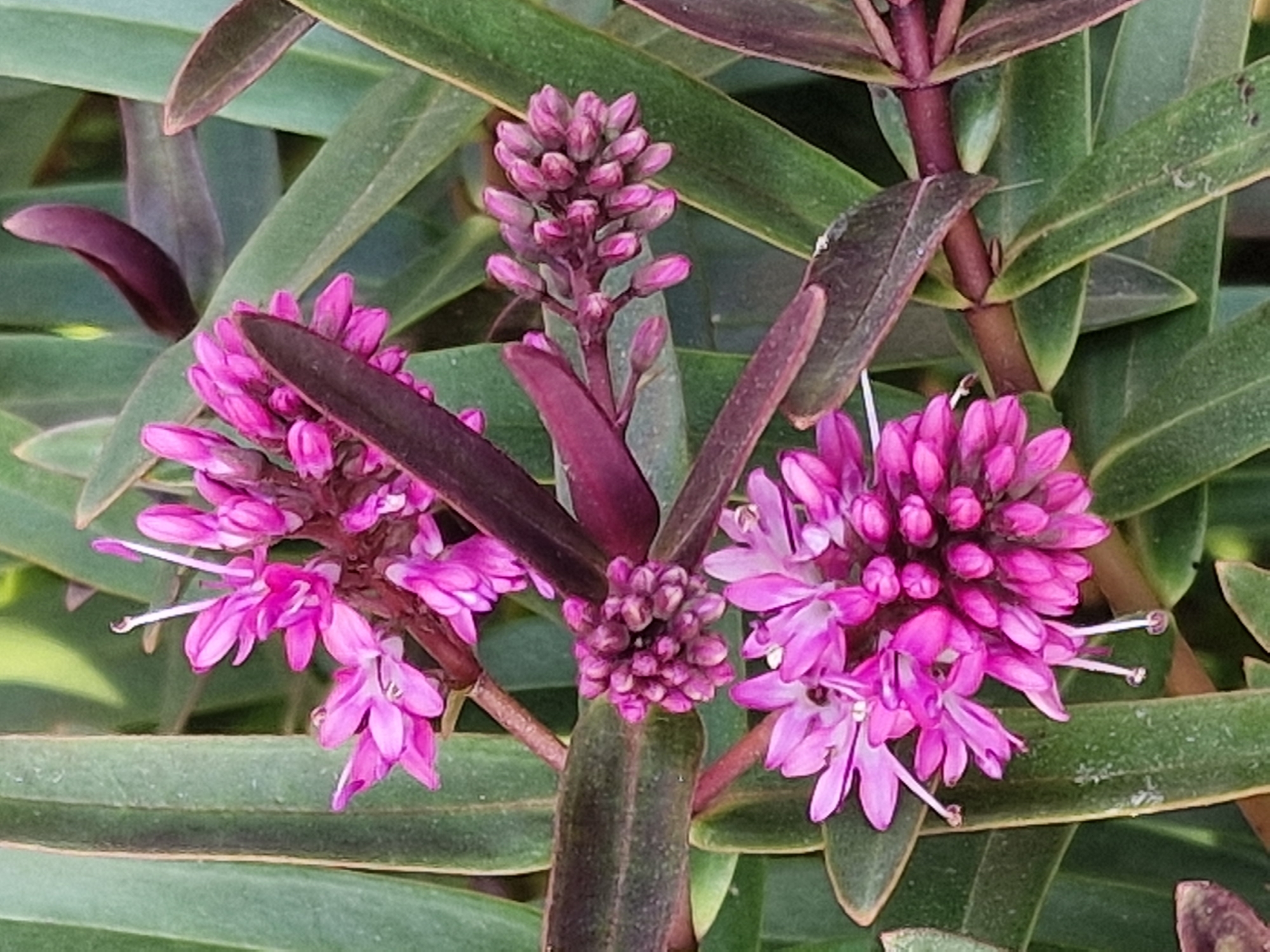 A close-up, vertical, eye-level, full shot shows clusters of small, vibrant pink Hebe flowers in bloom, set against a backdrop of long, dark green leaves, some of which have a purplish-brown hue. The flowers, appearing somewhat fuzzy, have delicate petals and thin white stamens that extend outwards. Several flower buds, still closed, are visible, suggesting the plant is in the midst of its blooming period. The image does not contain any identifiable landmarks of Canterbury, United Kingdom.