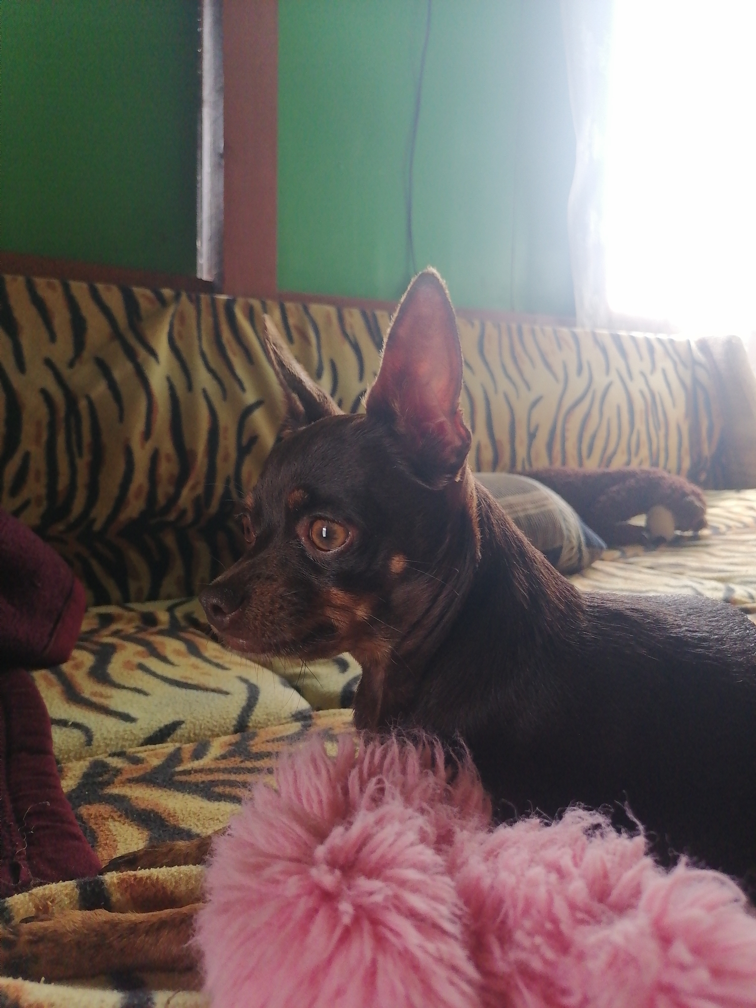 A dark brown miniature pinscher dog is lying on a tiger-striped couch. The dog is facing left and looking towards the right. A fluffy pink pom-pom is in the foreground, slightly out of focus. In the background, a green wall is visible, along with a window with sheer white curtains. Sunlight streams in from the window, creating a bright glare. The scene appears to be indoors, likely in a residential setting. It is not possible to determine the specific location within Novopokrovka, Russia, or the time of day.