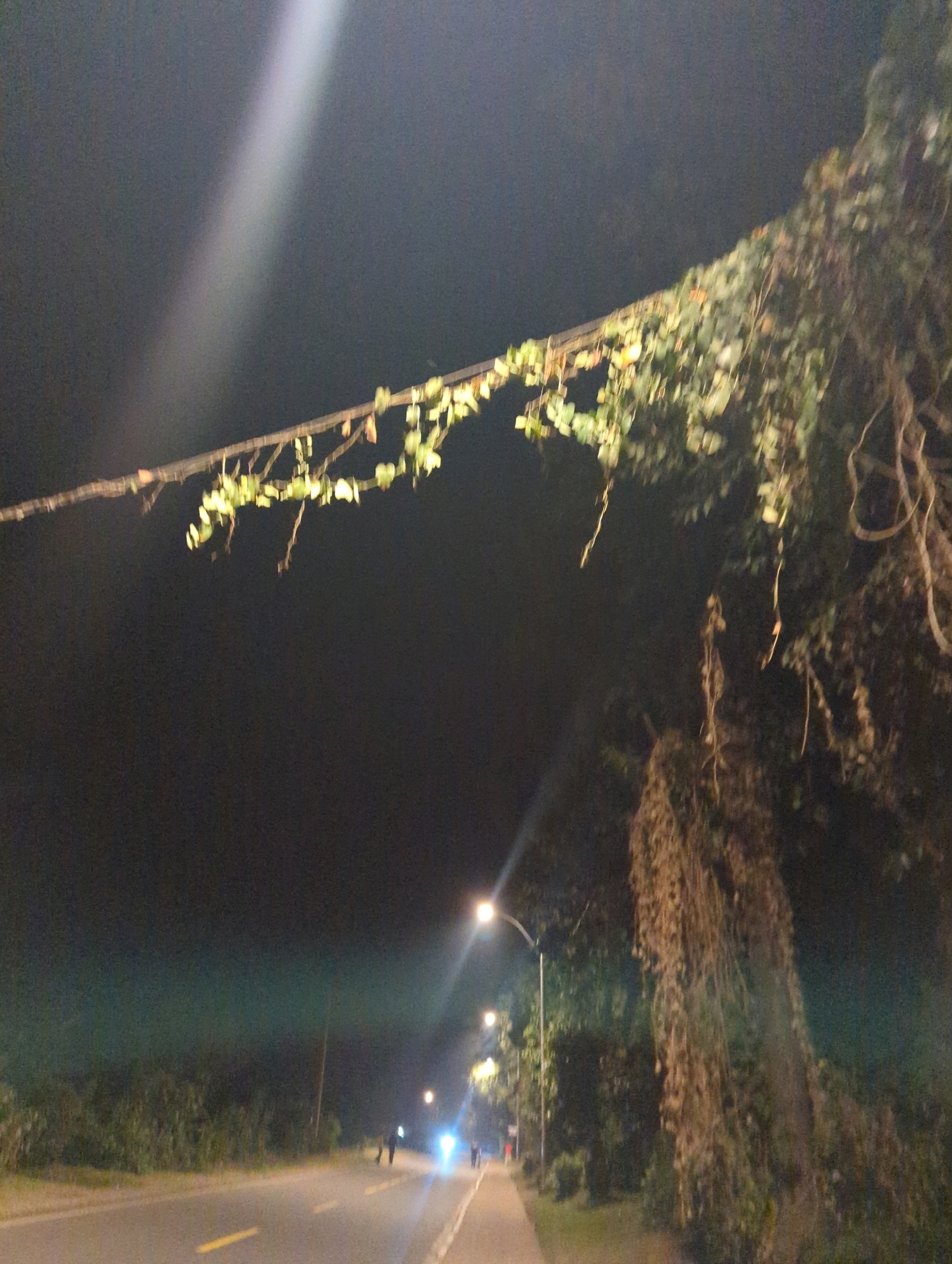 The image captures a dimly lit scene at night, likely on a road in Musanze District, Rwanda. A power line or branch, laden with foliage, stretches across the upper portion of the frame. The background is dark, with a faint, luminous beam of light originating from the upper left and extending downwards. On the right side of the image, streetlights illuminate the scene, with one prominent streetlight casting a bright glow. A road with yellow lane markings runs diagonally from the lower left to the middle right. In the distance, on the road, there are several figures, possibly pedestrians, some of whom appear to be walking in the direction of the light. Dense vegetation lines the side of the road, and in the foreground, a large tree with hanging vines is visible on the right. The overall impression is that of a rural or semi-urban road at night, with artificial lighting creating pockets of visibility amidst the darkness.