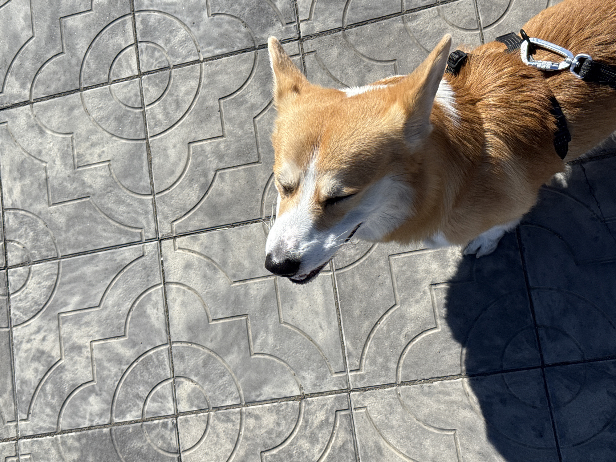The image depicts a Pembroke Welsh Corgi standing on a paved surface. The dog is light brown with white markings on its face. It wears a black harness with a silver carabiner clip. The pavement consists of gray tiles with a circular, patterned design. The location is likely an urban setting, as the paving suggests a sidewalk or pedestrian area. Borzya, Russia is not discernable from the image.