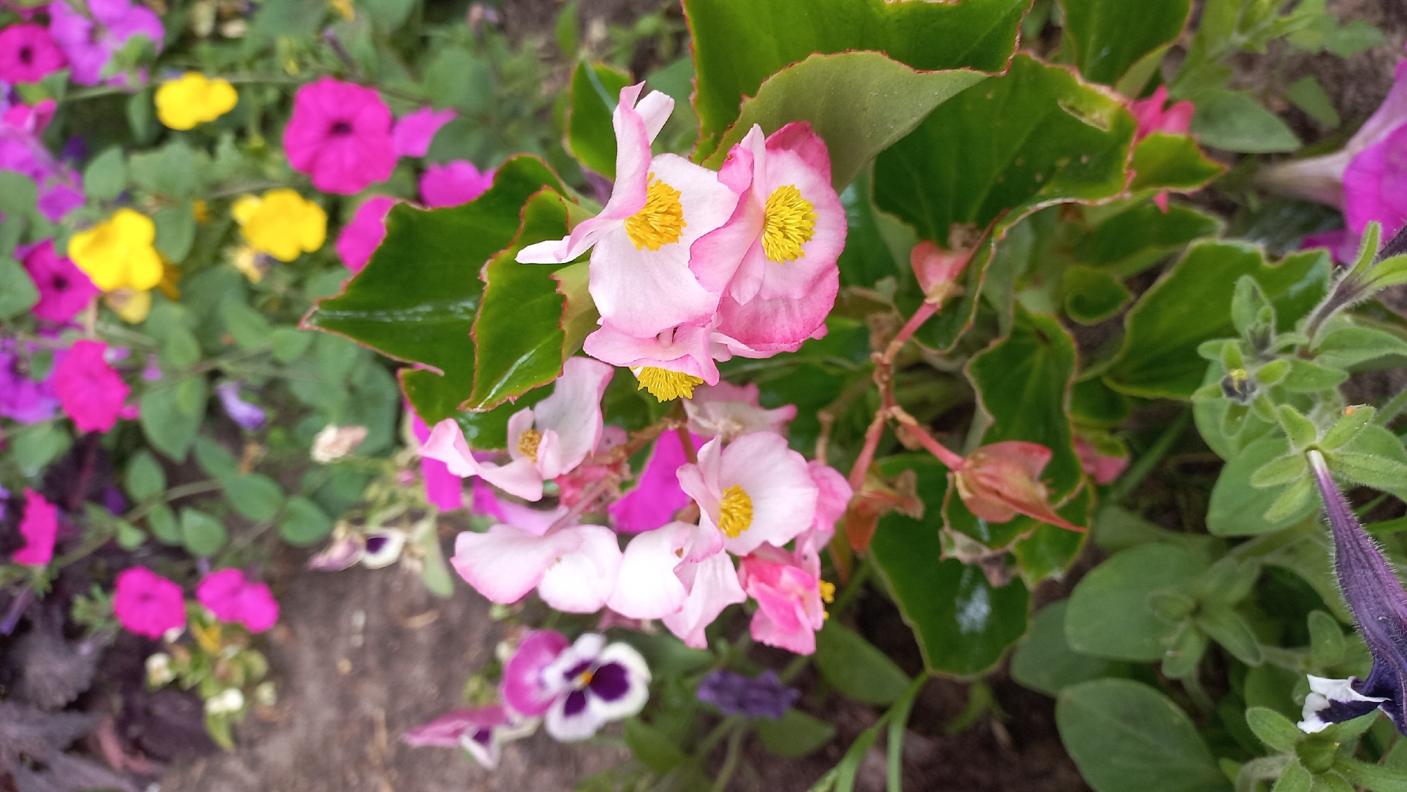 In a garden bed, pink and white begonia flowers with yellow centers are in bloom. Pansies, one with a white and purple face, are also visible. Several petunias, predominantly pink and purple, are scattered throughout the scene, along with a few bright yellow flowers. The foliage is lush and green, with some leaves exhibiting reddish-brown edges. The ground appears to be covered with soil and mulch. This garden is located in the city of Zhlobin, Belarus.