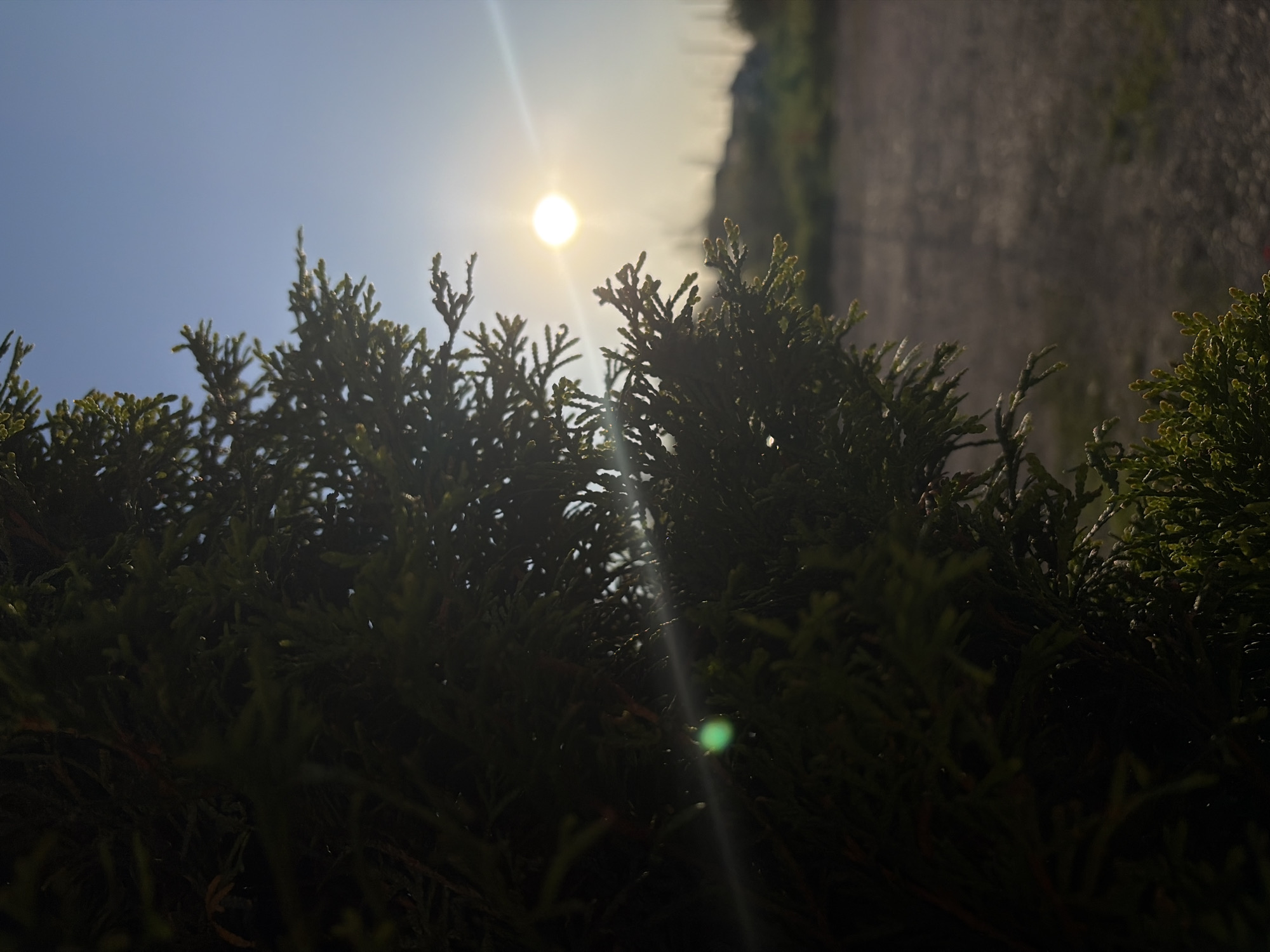 The image captures a bright, sunlit scene with greenery in the foreground. The sun is high in the sky, partially obscured by the foliage, casting a lens flare. The plants appear to be a dense shrub or hedge, with details obscured by shadow. The background is hazy, possibly suggesting a building or structure at a distance on the right. The specific location in Sofia, Bulgaria, cannot be determined from the image alone. No people are visible.