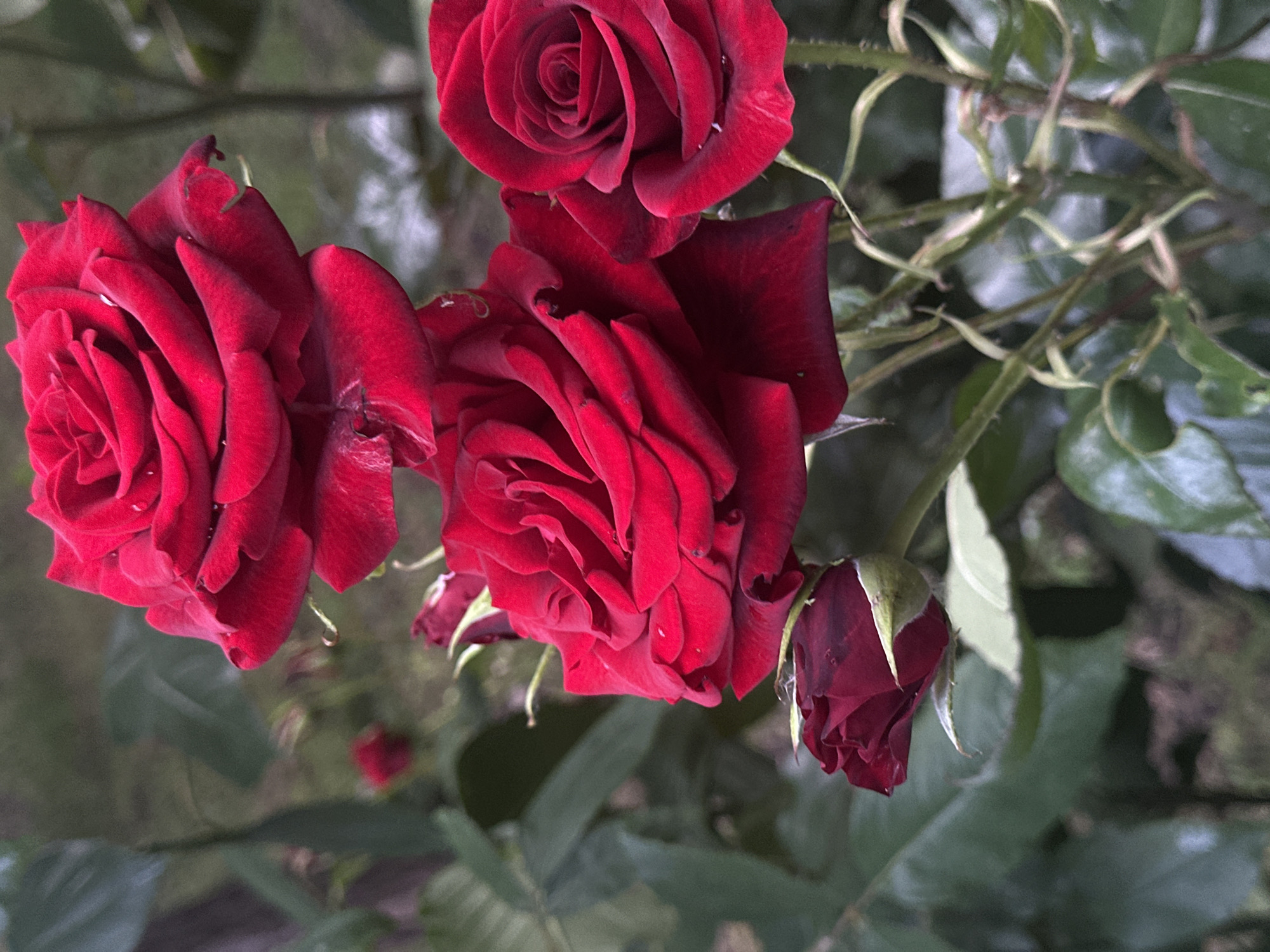 A close-up, eye-level, outdoor shot captures a cluster of deep red roses in bloom, set against a backdrop of blurred green foliage. The lighting is soft, suggesting an overcast day or shade. Several roses are in focus, showcasing their velvety petals and intricate spiral patterns. One rose at the top is fully open, revealing its layered structure. Below it, another large rose is partially open, its petals unfurling. To the lower left, a single rosebud, tightly closed, displays a dark red hue. The stems are visible, adorned with small thorns and fine hairs. The scene appears to be in a garden, possibly in the city of Sofia, Bulgaria, given the characteristic style of rose cultivation found in local parks and private gardens. There are no people or animals present, and the image focuses solely on the botanical subject. The overall impression is one of natural beauty and tranquility.
