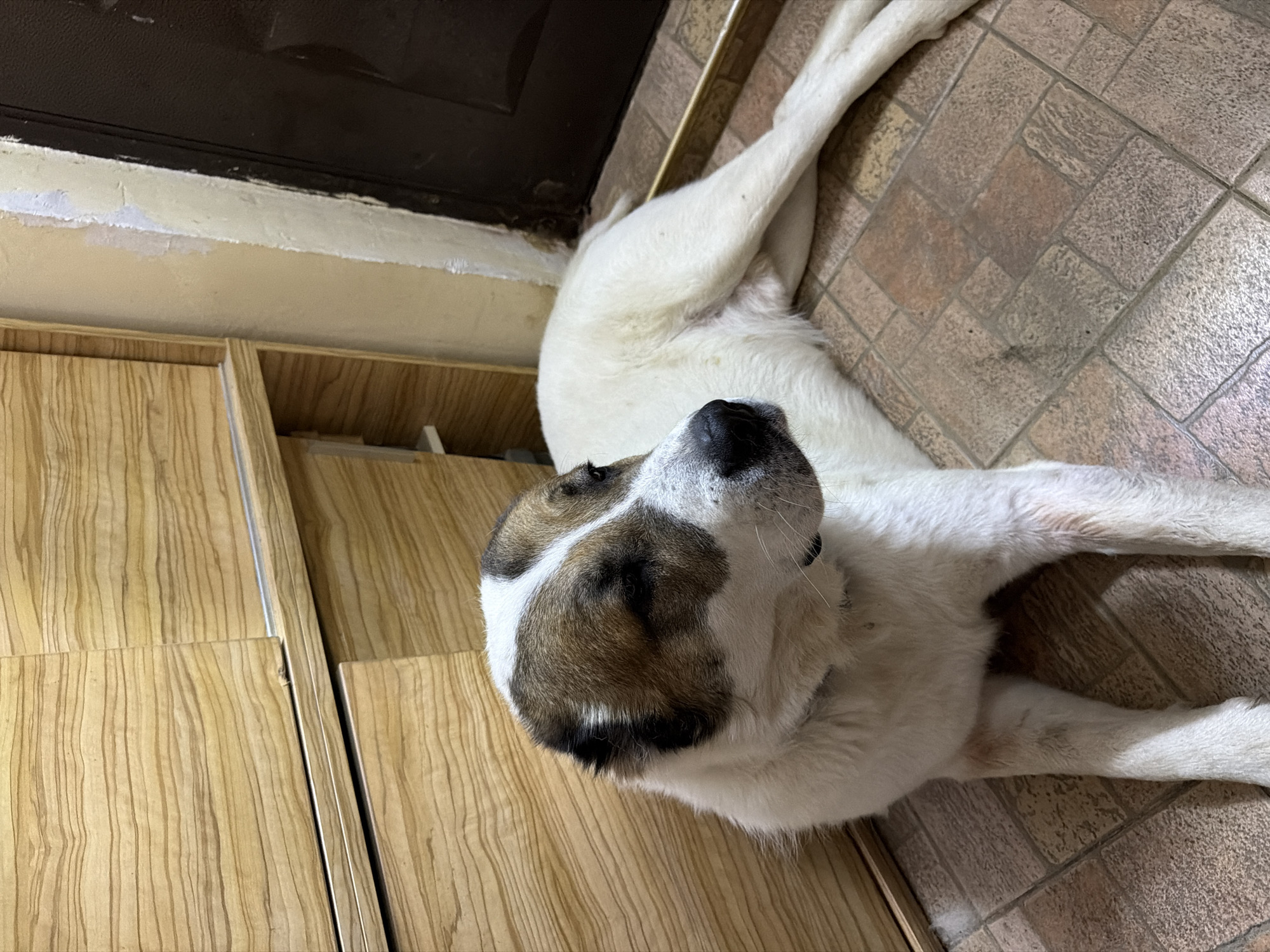 A large dog with predominantly white fur and distinctive brown and black markings on its head is lying relaxed on a tiled floor. The dog is stretched out on its side, looking upwards and slightly to the left. Its nose is black, and its eyes are dark.
The setting appears to be indoors. The floor is covered with square or rectangular tiles in shades of brown and beige, featuring a textured, somewhat irregular pattern. To the left side of the dog, there is wooden furniture, likely cabinets or shelving, displaying a vertical grain pattern in a light, natural wood tone. A thin metal strip is visible along an edge of this furniture. In the upper part of the image, a dark brown surface, possibly a door or door frame, meets a lighter-colored wall or trim which shows some uneven white patching or paint. The lighting suggests an indoor environment, likely daytime, with a generally bright illumination. The image is taken from an overhead perspective, with the dog and its surroundings appearing angled due to its position on the floor. No text is visible in the image.