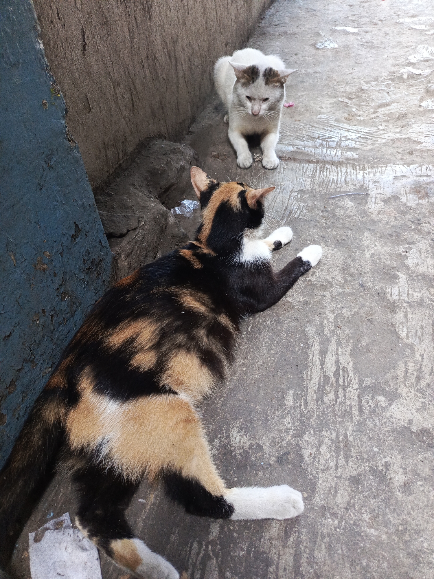 Two cats are present on a concrete surface next to a textured, weathered wall. The cat in the foreground is a calico with patches of black, orange, and white fur. It is lying on its side, facing to the right, with its legs extended. The second cat, in the background, is primarily white with some brown markings on its head. It is sitting upright, facing forward, with its head lowered. The environment appears to be an outdoor urban setting, possibly an alleyway or courtyard, given the concrete and wall construction. There is some debris and a faint blue painted surface on the left side of the image. The location is Central Jakarta, Indonesia.