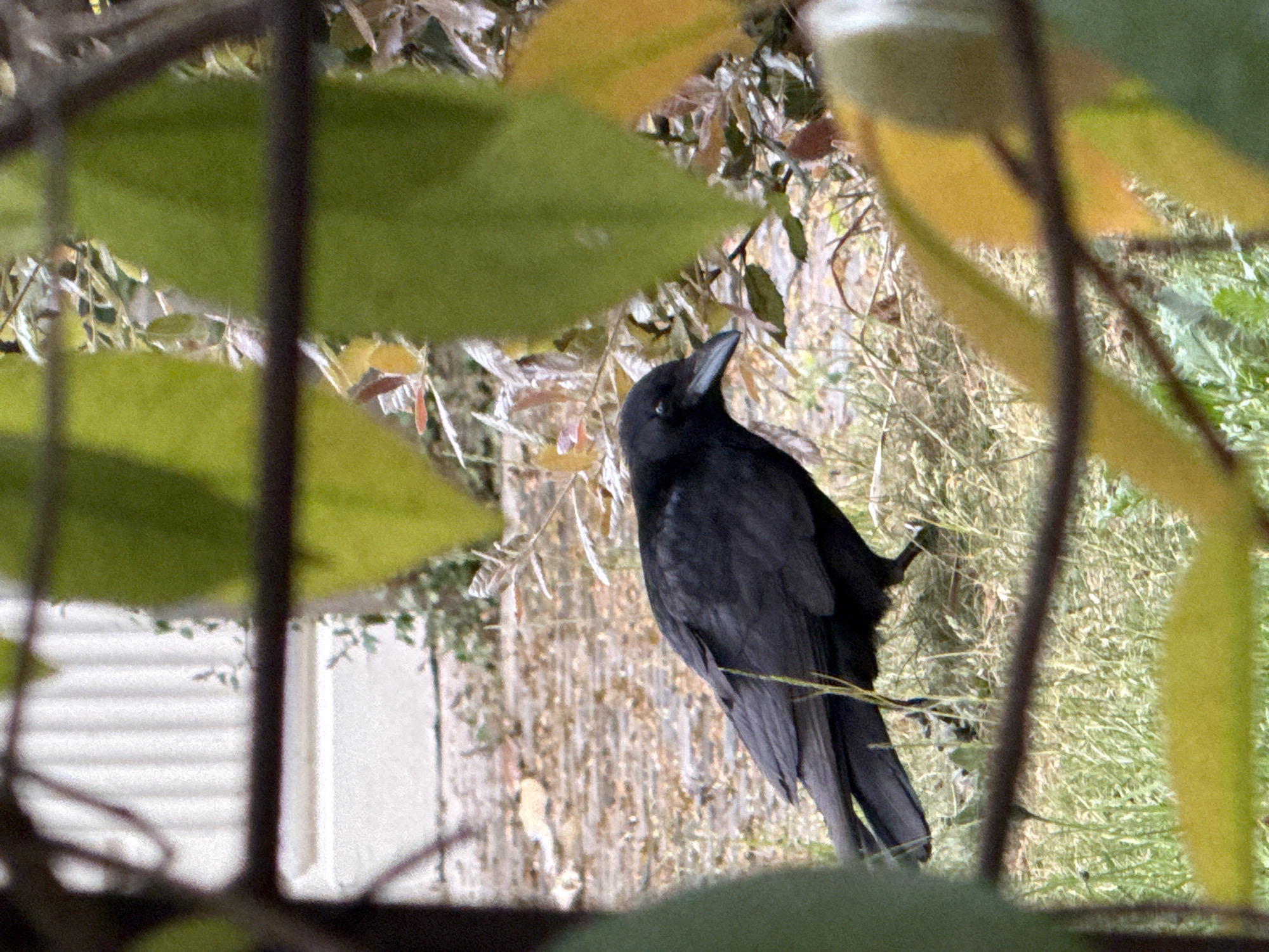 A black crow perches on a branch in front of a fence. The fence is white and appears to be made of wood. There is green grass and dry leaves visible, as well as some green and yellow leaves in the foreground that partially obscure the view. The location is not identifiable as London, United Kingdom based on the visual information in the image.
