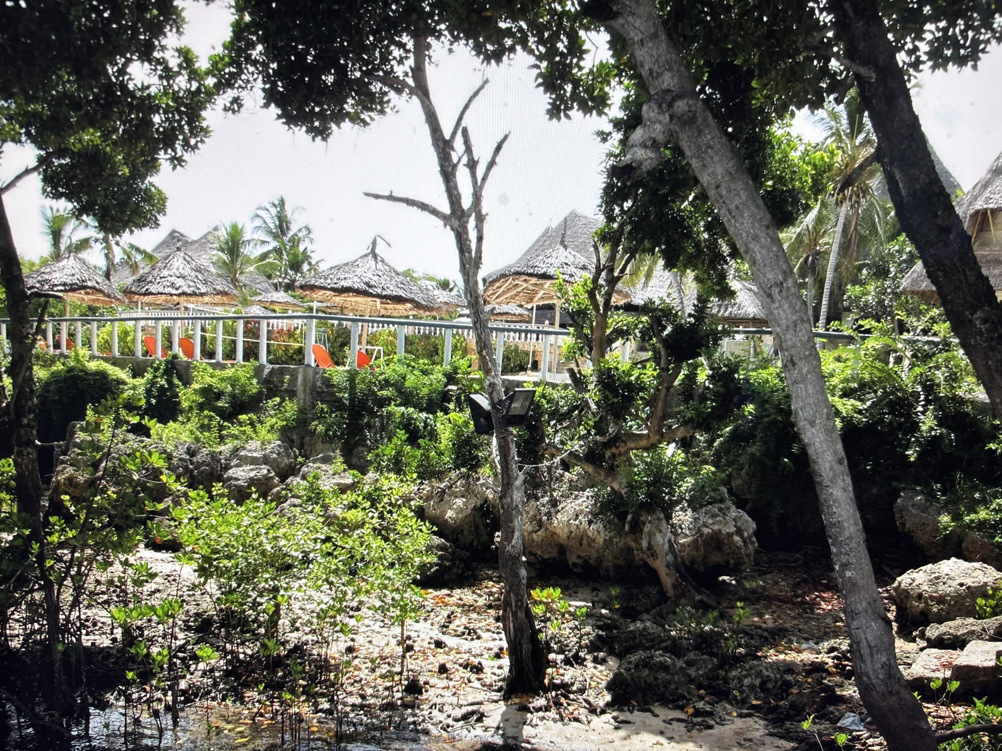 The image depicts a tropical resort setting, possibly a beach resort, with thatched-roof bungalows and palm trees. In the foreground, there is a body of water with mangrove-like plants, and a sandy area with rocks. The background shows several of these bungalows, some with orange lounge chairs visible in front of them. Trees with thick trunks and green foliage are prominent in the foreground, framing the view of the resort. The sky is bright and overcast. The location is NOT in Sofia, Bulgaria; it is a tropical environment.