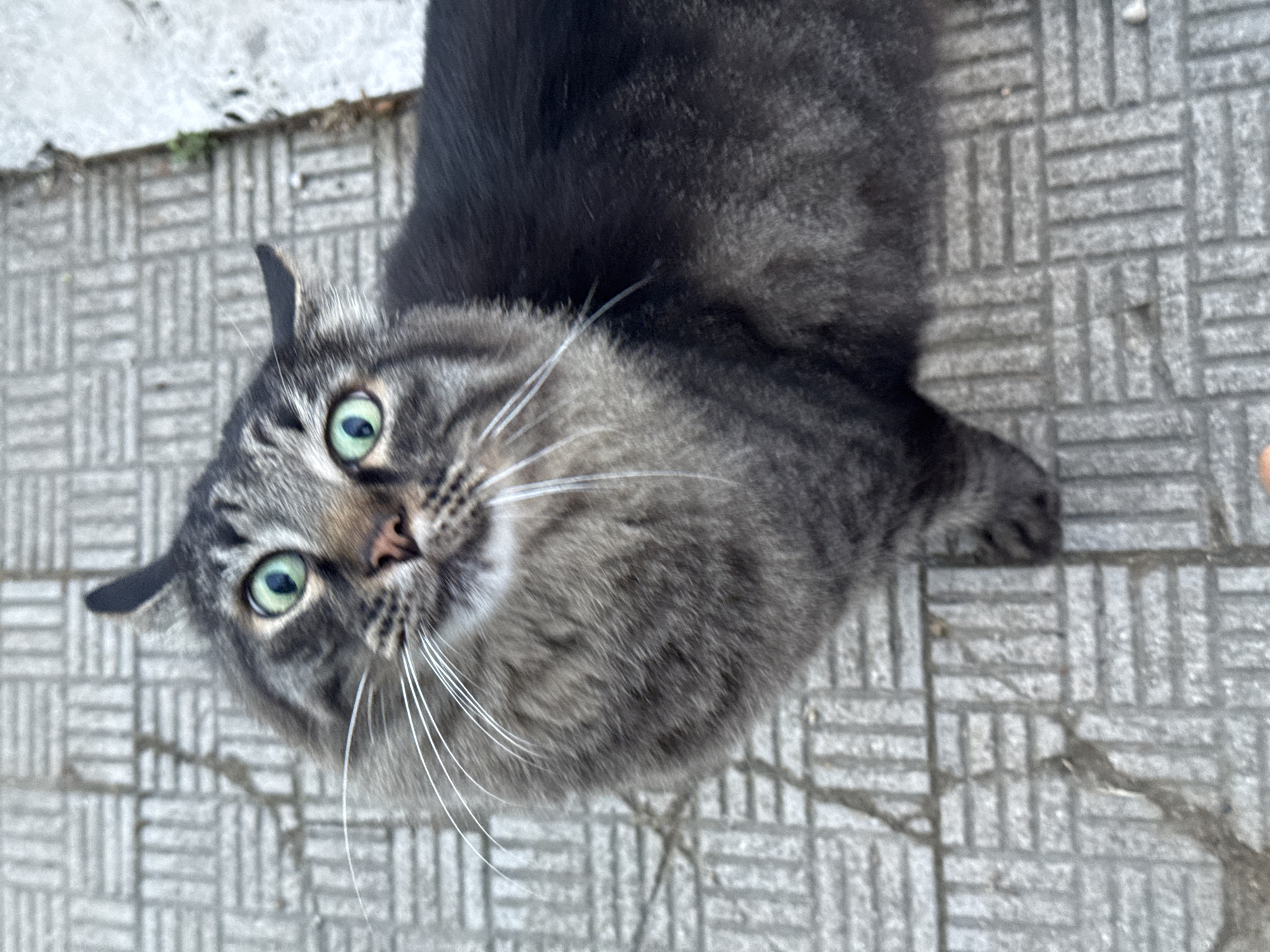 This media file is a close-up, high-angle shot of a tabby cat lying on a textured, grey tiled surface. The cat is the sole subject and is positioned in the center of the frame, with its head tilted upwards and facing the camera. Its fur is a mix of grey and black stripes, and it has bright green eyes. The cat's ears are alert, and its whiskers are prominent and white. The tiled ground appears to be outdoors, possibly a patio or walkway, with some small bits of debris visible between the tiles. The lighting suggests it is daytime, and the overcast sky implied by the soft shadows indicates a possibly cloudy day. The cat's expression, with its wide eyes, could be interpreted as curious or expectant. No text is visible in the image. The location context of San Benedetto del Tronto, Italy, suggests this scene might be from a street, a public space, or a private courtyard in that region.