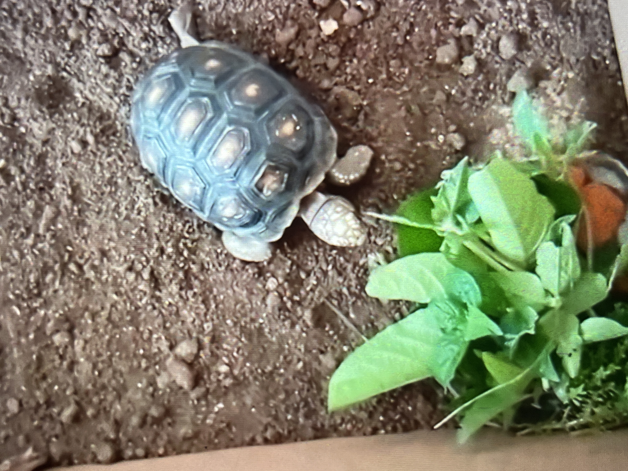 A small tortoise is situated on dry, reddish-brown soil with scattered pebbles and gravel in Tinaquillo, Venezuela. The tortoise displays a dark blue-grey shell featuring distinctly defined hexagonal scutes with lighter, circular centers. Its head and forelegs, light in coloration, are visible as it faces towards a cluster of fresh green leaves, likely intended as food, contained within a partially visible orange-brown dish at the bottom left of the frame. A light-colored, vertical surface runs along the far left edge of the image.