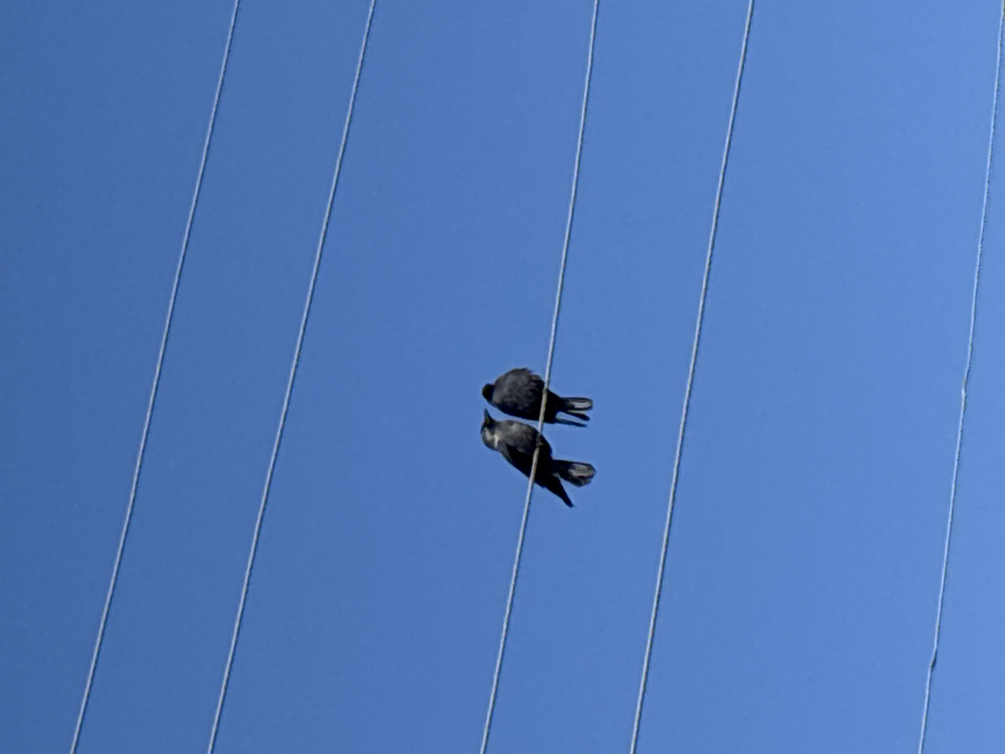 The scene, located in Foki, Russia, displays two dark-feathered birds perched on a utility wire against a clear, bright blue sky. Four parallel, thin, light-colored wires horizontally traverse the frame. The birds are situated on the second wire from the top, positioned slightly left of the image's vertical center. The bird on the left faces right, its head oriented towards the second bird, with its beak appearing to point towards the other bird's head. The bird on the right faces left, its body angled slightly away from the viewer, maintaining close proximity to the first bird. The sky is uniformly blue, devoid of clouds or other atmospheric features.