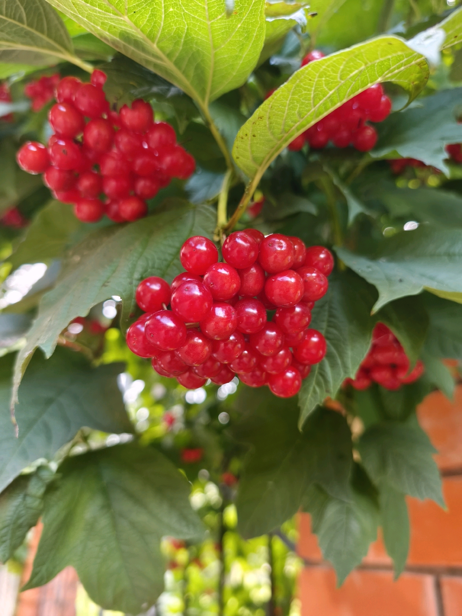 The image depicts clusters of bright red berries on a bush with vibrant green leaves. The berries are round and glossy, and they hang in bunches from thin stems. Some leaves are in focus, showing their veined texture, while others are blurred. In the background, out-of-focus elements suggest an outdoor environment with hints of a red brick wall and dappled sunlight. There are no people or animals visible in the image. The scene appears to be in a natural setting, possibly a garden or park, with no specific indication of it being in the city of Vyshegorod, Russia.