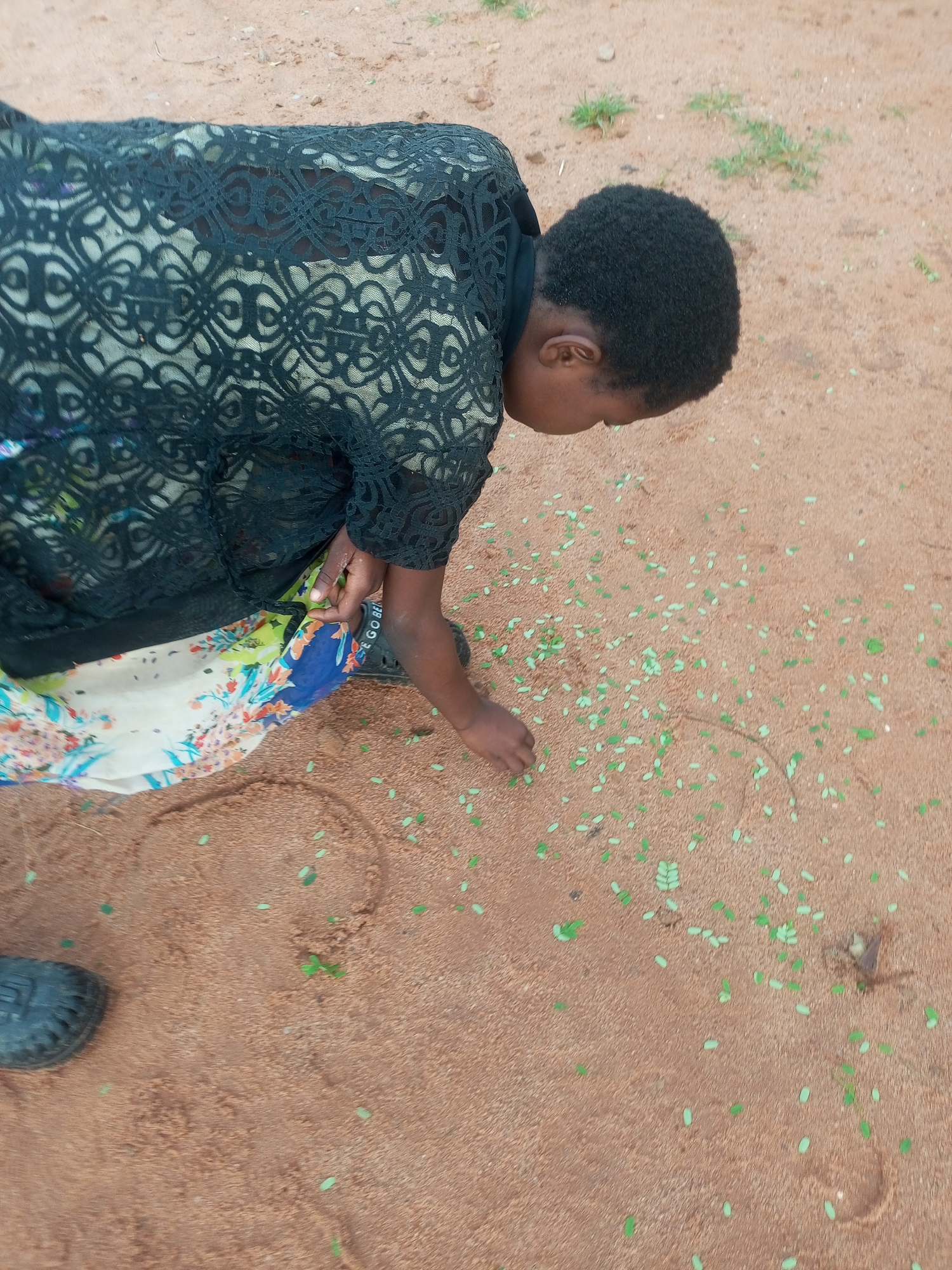 A person, with dark skin and short, dark, curly hair, is crouched down on sandy ground in Tempure, Nigeria. They are wearing a black, patterned lace top over a brightly colored floral fabric. Their right hand is extended, touching small green leaves scattered on the ground. The person's left foot is clad in a dark shoe. The environment consists of reddish-brown sand with sparse green vegetation visible in the background.