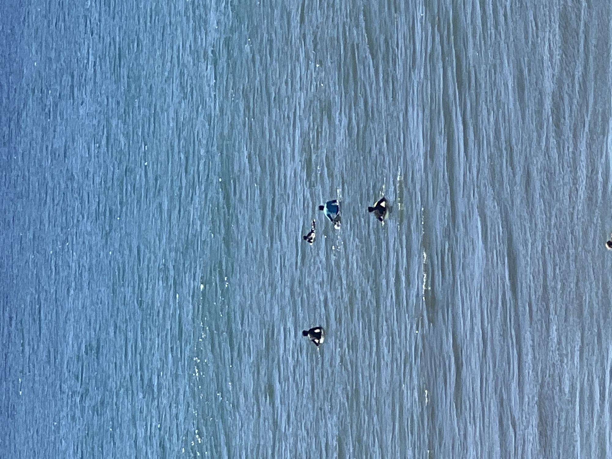 An aerial view looking straight down upon a light blue body of water with some white caps, with several ducks or other waterfowl swimming in it. It looks as though they are in the sea off of Maspalomas, Spain.