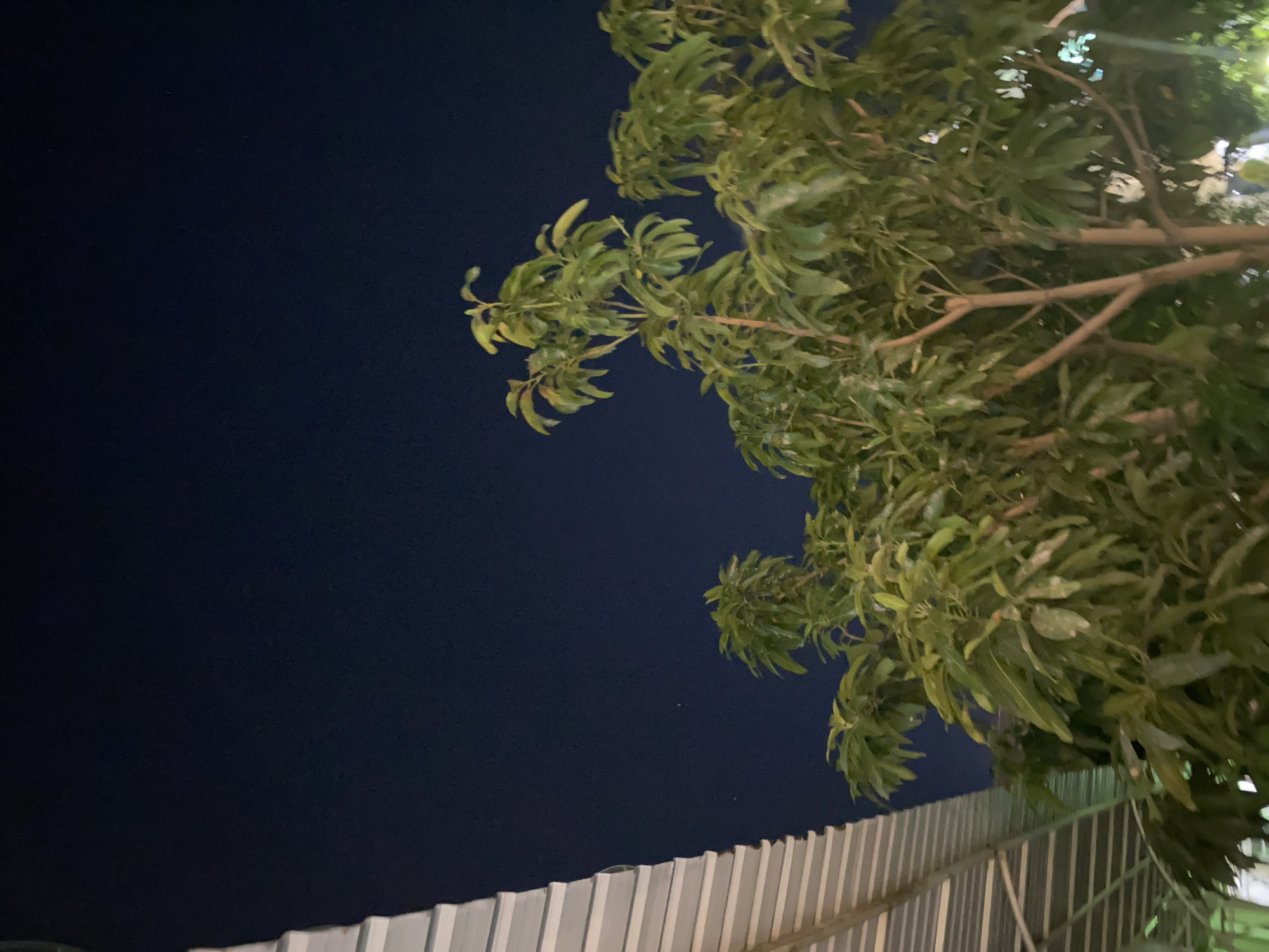 A nighttime outdoor shot shows a portion of a corrugated metal roof angled into the frame from the left, casting a shadow. To the right of the roof and filling the majority of the frame is a dense canopy of green leaves and branches from a tree. The background is a dark, starless night sky. There are no people visible in the image. The scene appears to be in an outdoor setting, possibly a backyard or patio area, given the presence of the roof and the tree. The lighting suggests artificial illumination from below, highlighting the leaves from underneath.