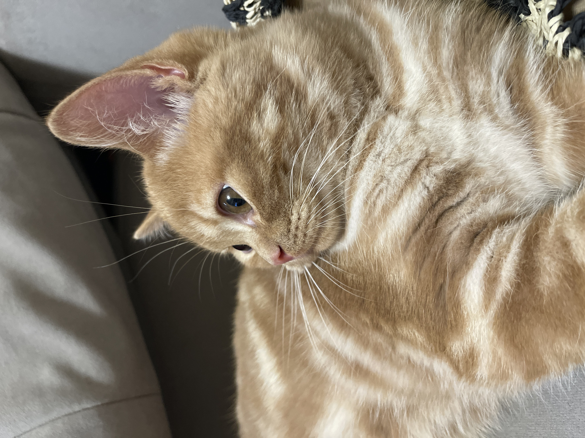 A close-up shot shows an orange tabby cat lying on a gray couch. The cat is facing left with its head tilted slightly upwards. Its fur is a mix of light and dark orange stripes, and it has prominent white whiskers. The background is blurred, but appears to be the armrest of the couch. There is no indication of the city of Kommunarka, Russia in the image.