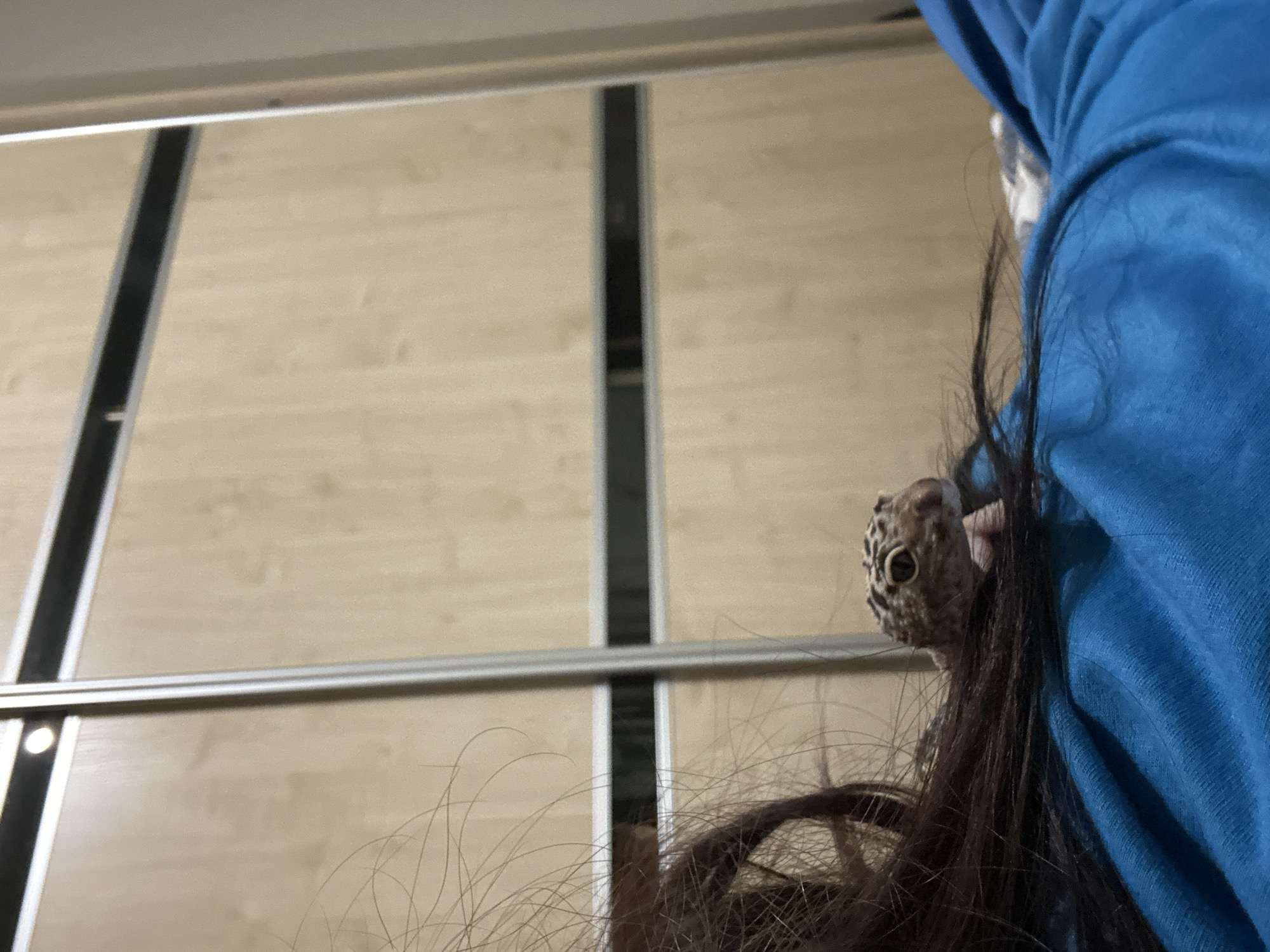 A close-up shot shows a leopard gecko clinging to a person wearing a blue hooded sweatshirt. The gecko, positioned on the right side of the frame, has patterned skin and visible eyes. The person's brown hair is also visible, intermingled with the gecko and sweatshirt. The background is an out-of-focus wall with light-colored panels separated by dark vertical stripes and a horizontal metal rail. The location is Unknown, Unknown.