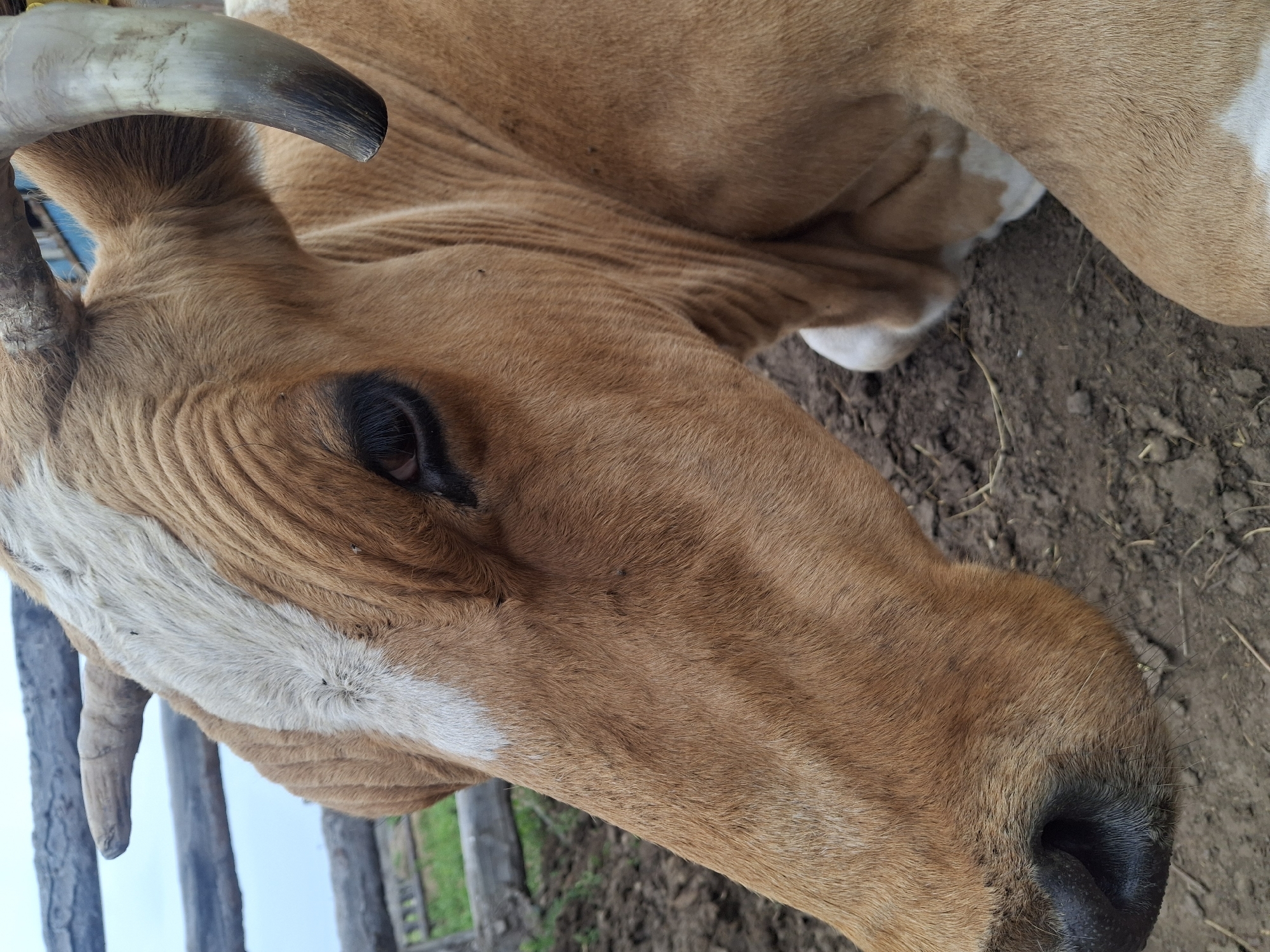 A close-up, eye-level, outdoor shot shows the head and upper body of a light brown and white cow resting on dirt ground. The cow's head is angled to the left, with its large, dark eye visible. A white stripe runs down the center of its forehead, bordered by its light brown fur. The cow has two horns, one curving upwards and backwards to the left, the other curving downwards and forwards to the right. In the background, a wooden fence is visible, with green grass and dirt visible beyond it. The scene appears to be in a rural area, possibly a farm or pasture, in the village of Tekhtyur, Russia.