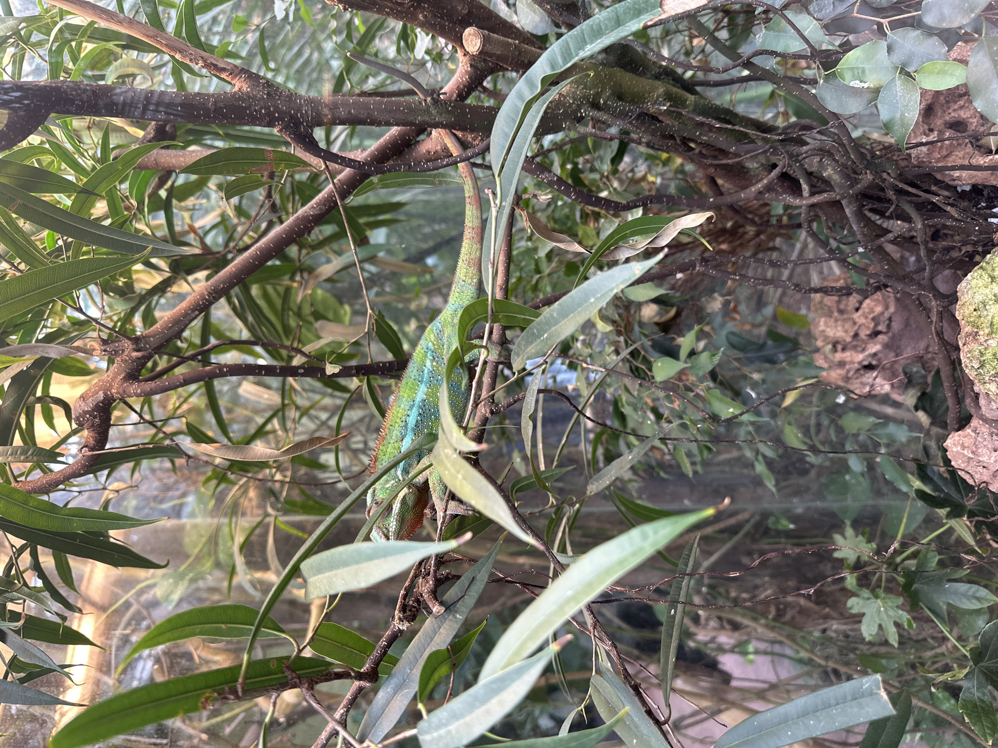 A chameleon clings to a branch within an enclosure, presumably a terrarium, in Wrocław, Poland. The reptile exhibits a mix of green, blue, and red hues. The enclosure is filled with various plants and branches. The scene is bathed in ambient light, suggestive of an indoor environment. No people are visible. The enclosure contains wood, leaves, and other plant life.