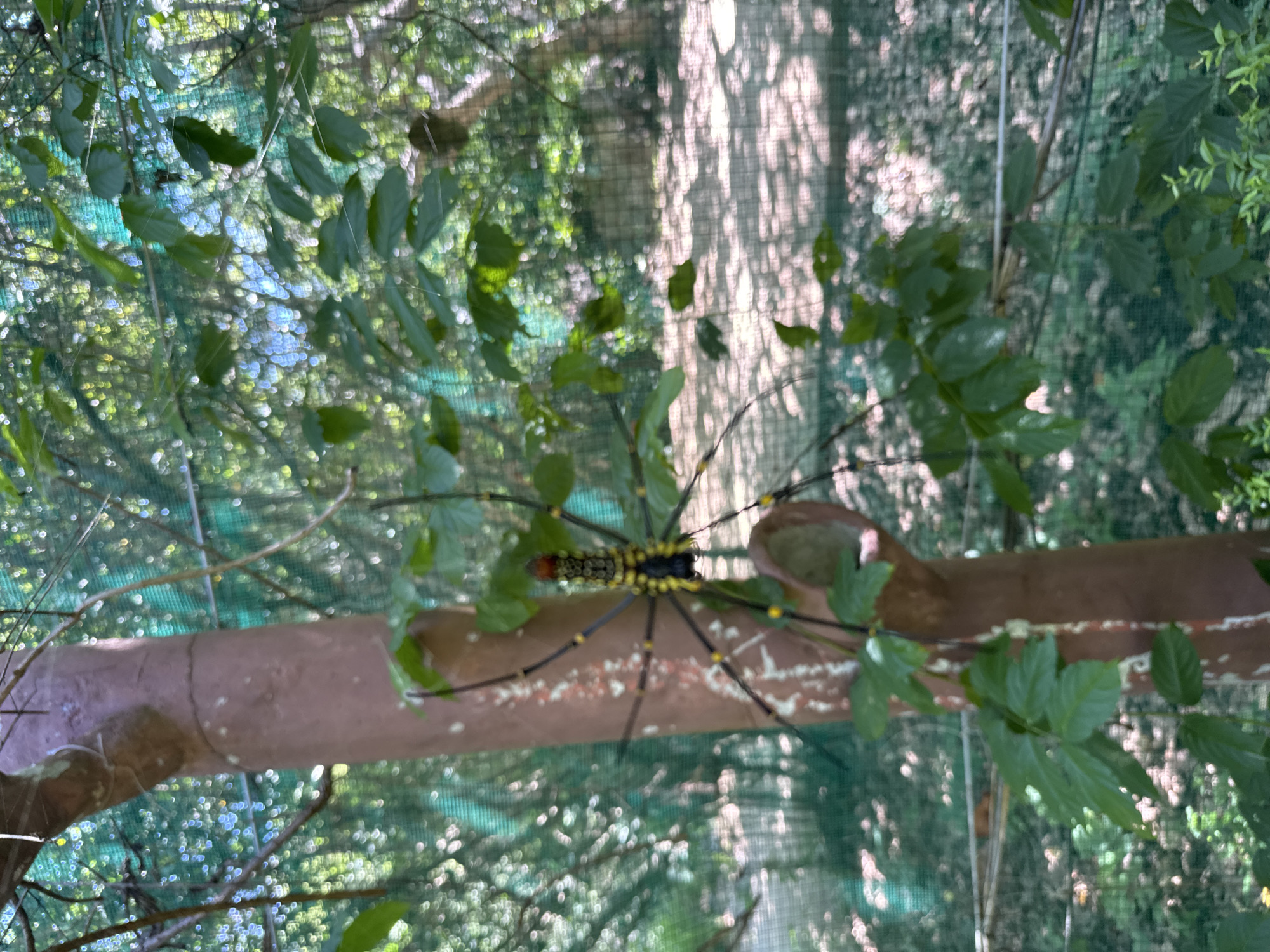 A large spider, characterized by a yellow and black patterned body and long, segmented black legs with yellow markings, is centrally positioned on the right side of a vertical, reddish-brown support structure. Green leaves partially obscure the spider and the structure. In the background, a green mesh netting is visible, creating a blurred, bokeh effect with sunlit foliage and distant trees beyond. The ground visible through the netting in the lower section of the image is light-toned with patterns of shadow. The scene is illuminated by direct daylight, indicative of an outdoor, managed natural environment within the city of Hoa Thang, Vietnam. No human subjects are present.