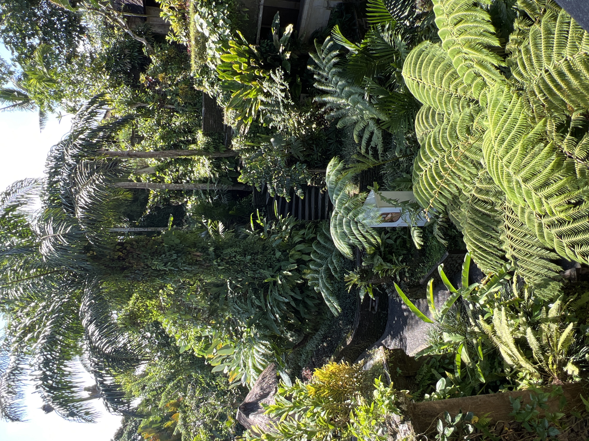This is an outdoor shot of a lush garden in Kedewatan, Indonesia, abundant with tropical plants. A variety of ferns, palm trees, and other verdant foliage fills the scene, forming a dense and layered canopy. A stone pathway leads through the greenery, and steps can be seen ascending into the thick vegetation. A building is partially visible in the background, obscured by the abundant plant life. The scene is bathed in sunlight, creating shadows and highlights across the textured surfaces of the leaves.