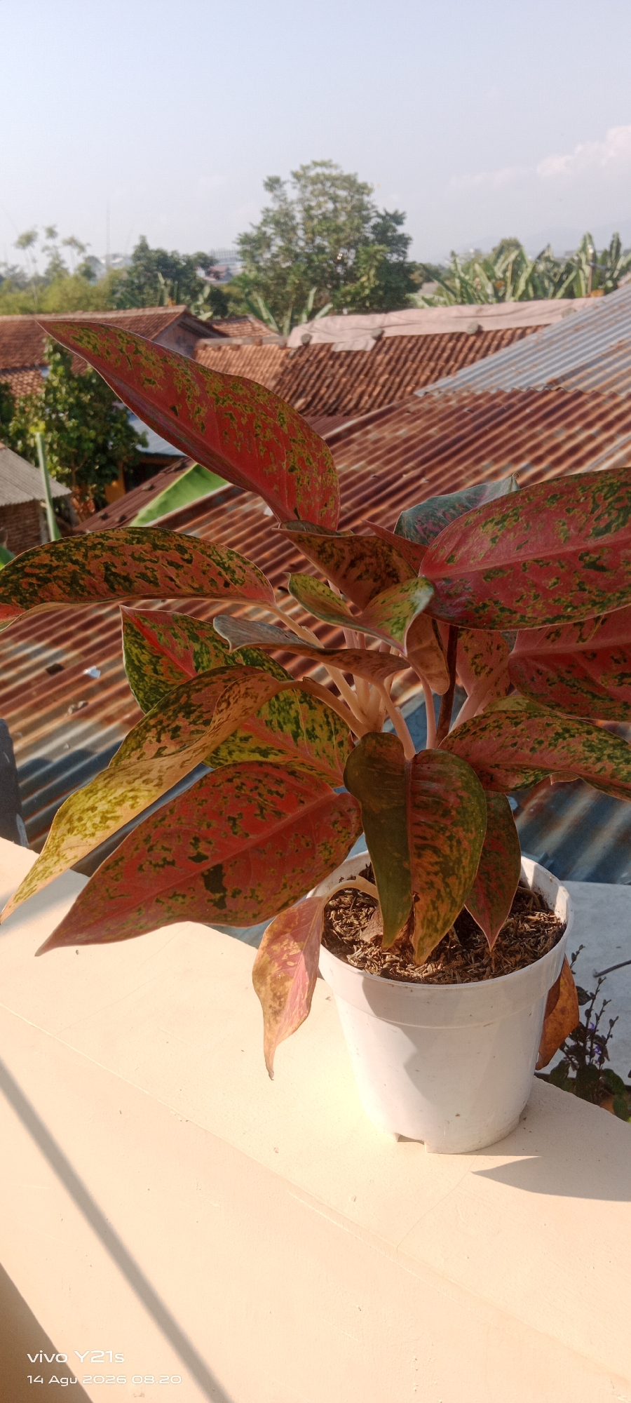 A close-up, eye-level outdoor shot features a potted Aglaonema plant with vibrant red and green variegated leaves, bathed in bright sunlight. The plant is in a white plastic pot, which sits on a light-colored, textured ledge. In the background, several weathered, corrugated metal roofs of houses are visible, along with some trees and a bright blue sky. The scene appears to be in Kober, Indonesia, as indicated by the watermark at the bottom left of the image which reads "vivo Y21s 14 Agu 2026 08:20".