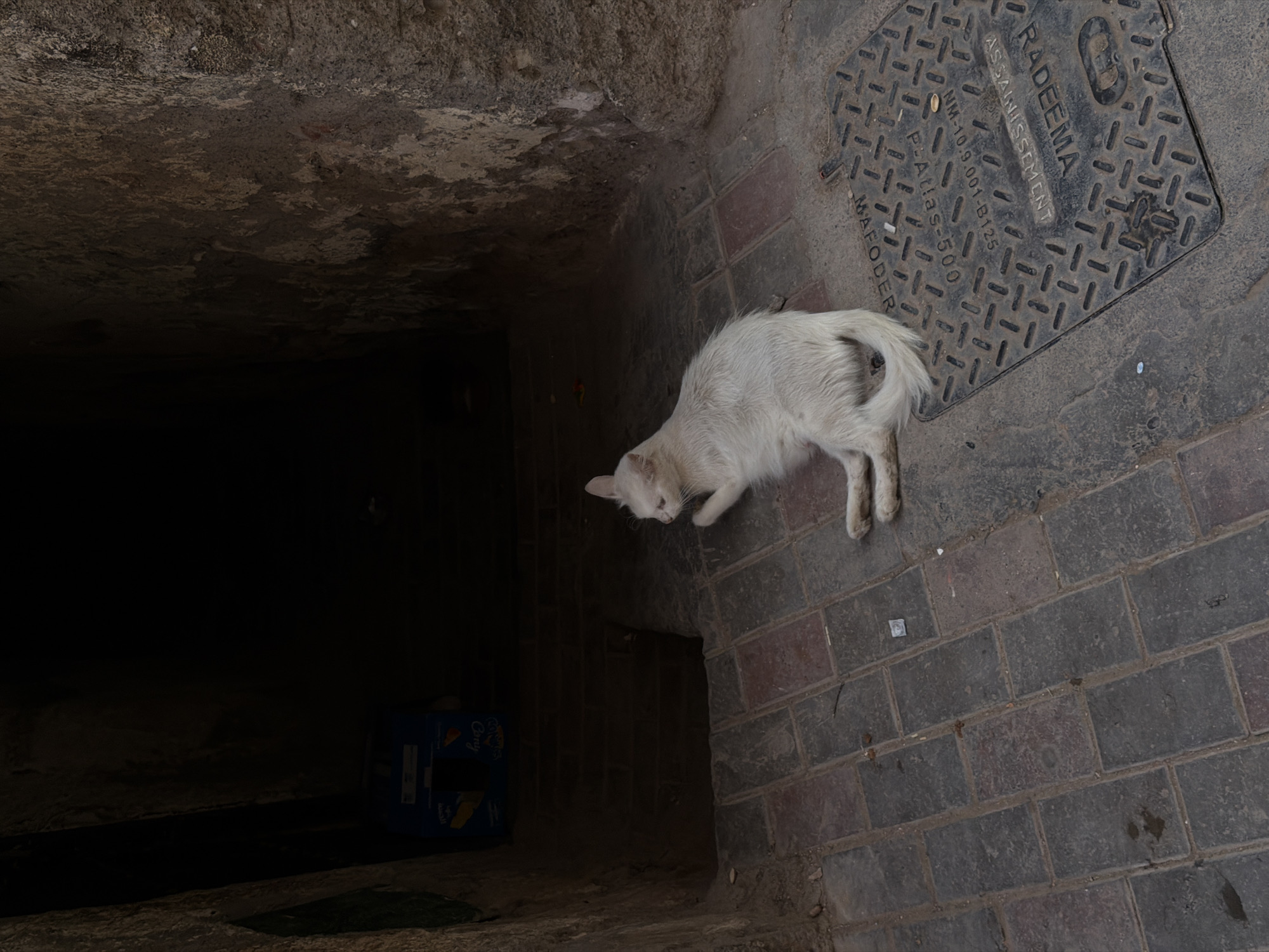 A white cat is resting on a brick pathway in a narrow alleyway in Marrakesh, Morocco. The cat is on its side, with its head turned to the left and one paw raised. The alleyway is lined with rough, textured stone walls, and the ground is covered with dark bricks. In the background, there are steps leading up to a dark opening, and a blue box with some writing on it is visible. A metal manhole cover with writing on it is also present on the pathway.