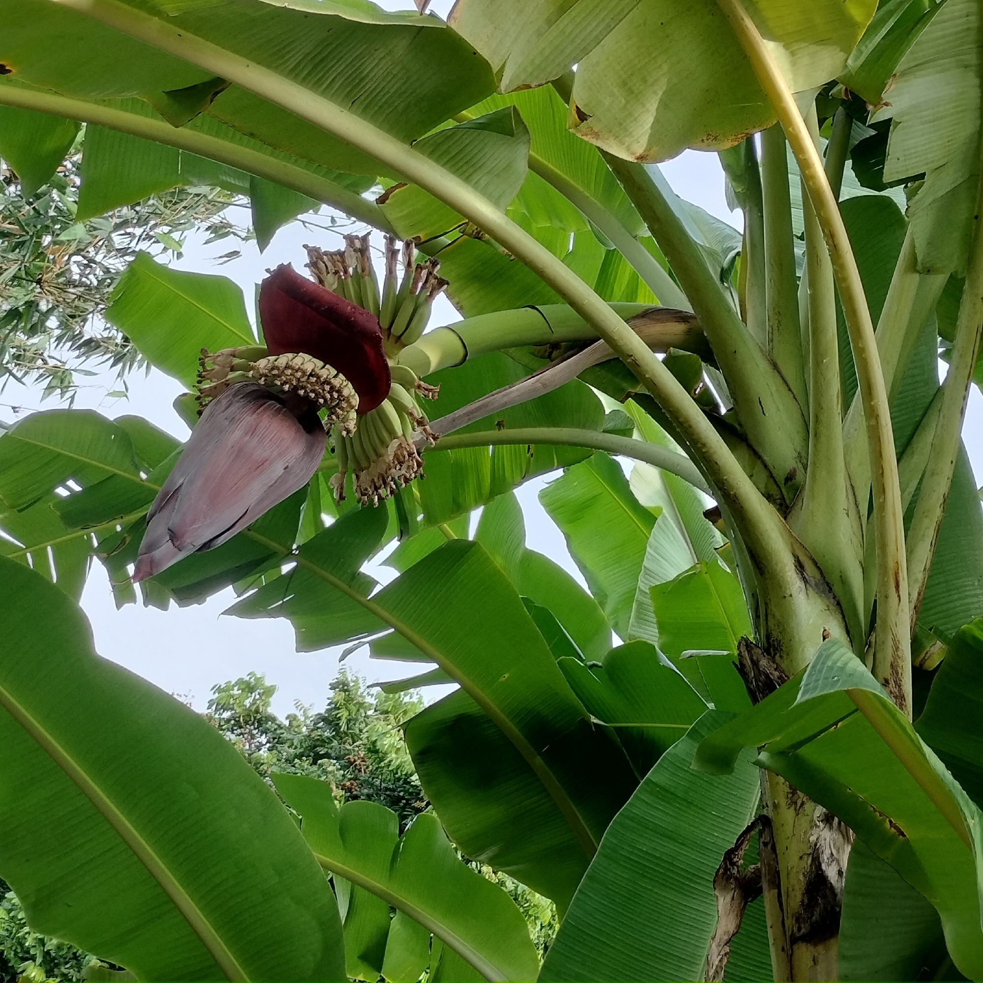 This image depicts a close-up view of a banana plant with a developing banana flower and small, immature bananas. The plant is characterized by its large, broad green leaves, some of which are partially obscured by the foreground. The banana flower, a deep maroon or purple color, hangs down, with rows of small green bananas visible above it. The stem of the plant is thick and ribbed, with smaller stems branching off. The background shows a blurry scene of other greenery, suggesting a natural environment, likely outdoors. The lighting appears to be natural daylight. There are no people or animals visible in the image. The scene is consistent with a garden or agricultural setting where banana plants are cultivated. The location of Zhushan Township in Taiwan is provided as context, indicating this photograph was taken in that specific region.