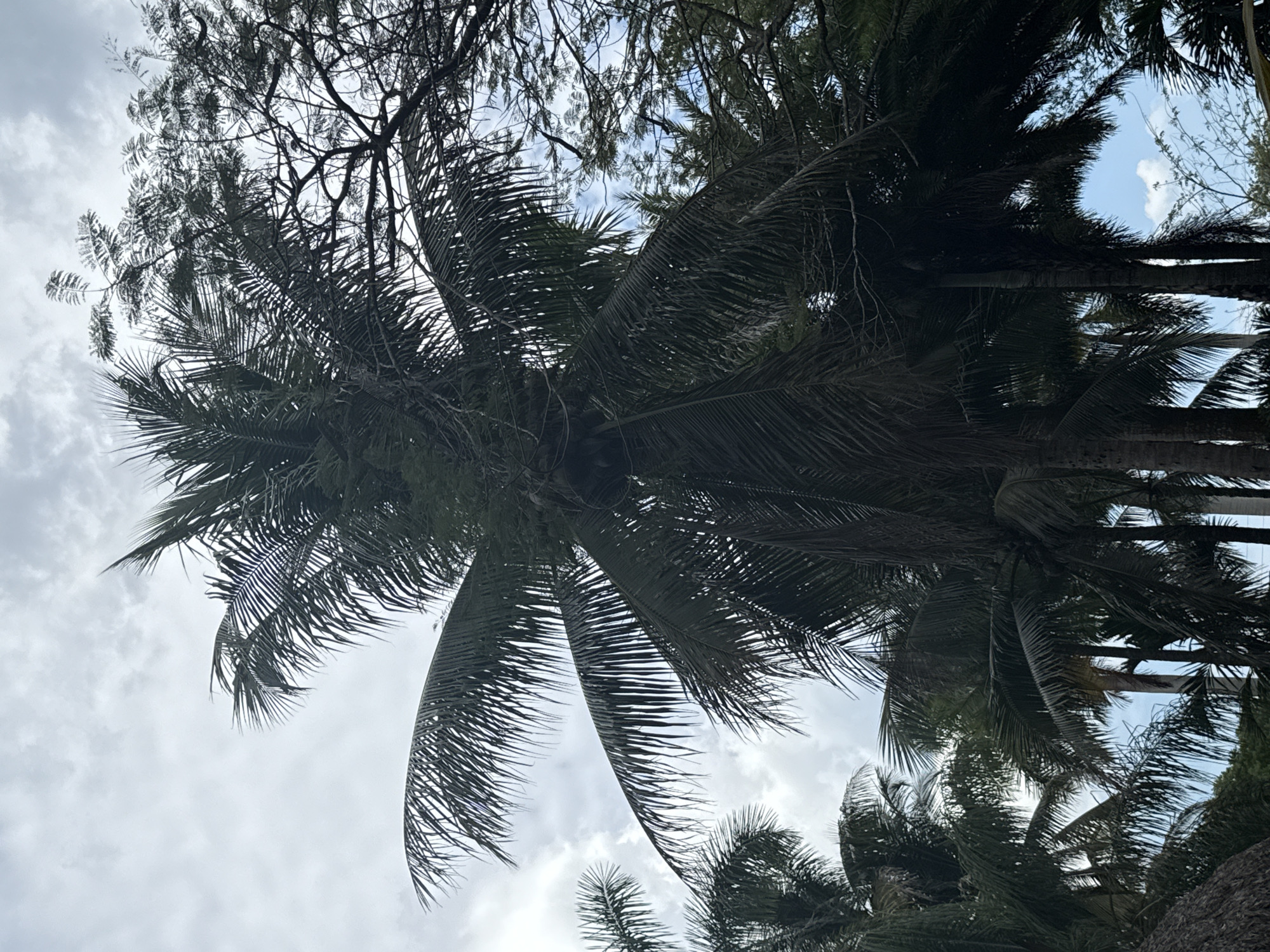 This is a low-angle shot of a palm tree in Davie, Florida. The fronds are silhouetted against an overcast sky. Other trees are visible in the background. The trunk is not visible.