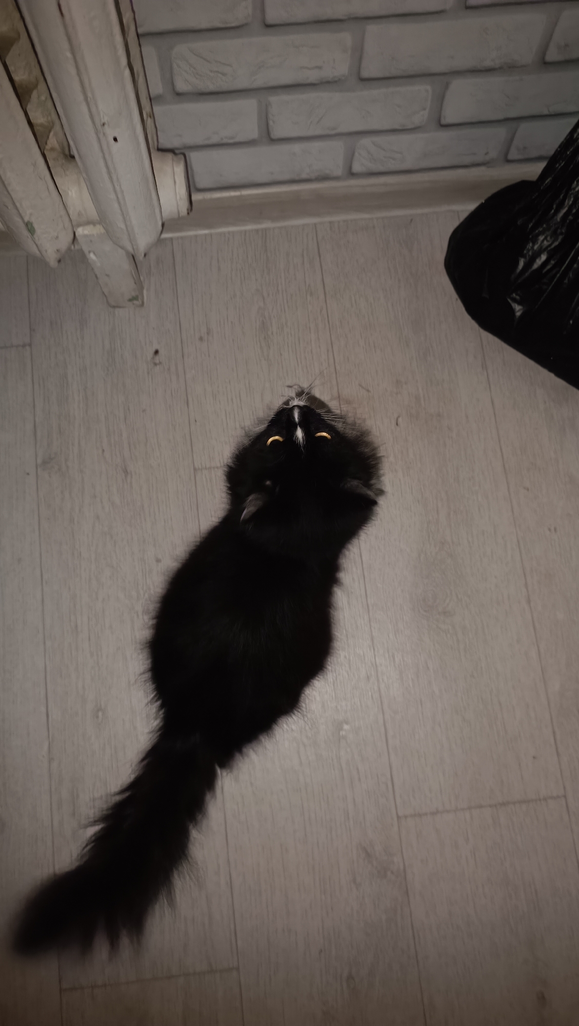 A black cat with bright yellow eyes lies on a light-colored wooden floor, looking upwards. A white stripe is visible on its forehead. To the left of the cat, a white radiator is partially visible against a grey brick wall. To the right, a black plastic bag is present. The scene appears to be indoors, likely in an apartment. The provided context indicates this is in the city of Chaikovsky, Russia.